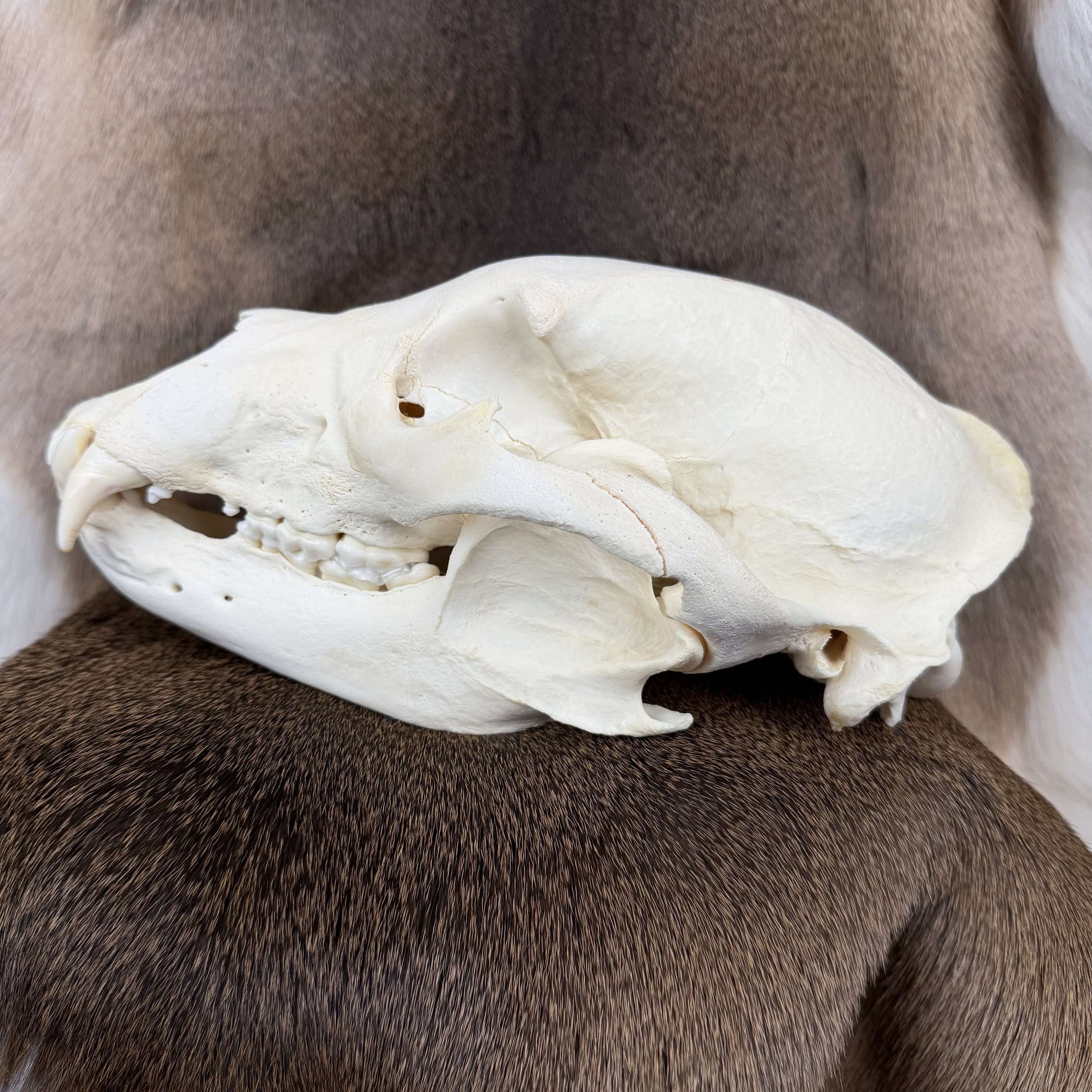 black bear skull