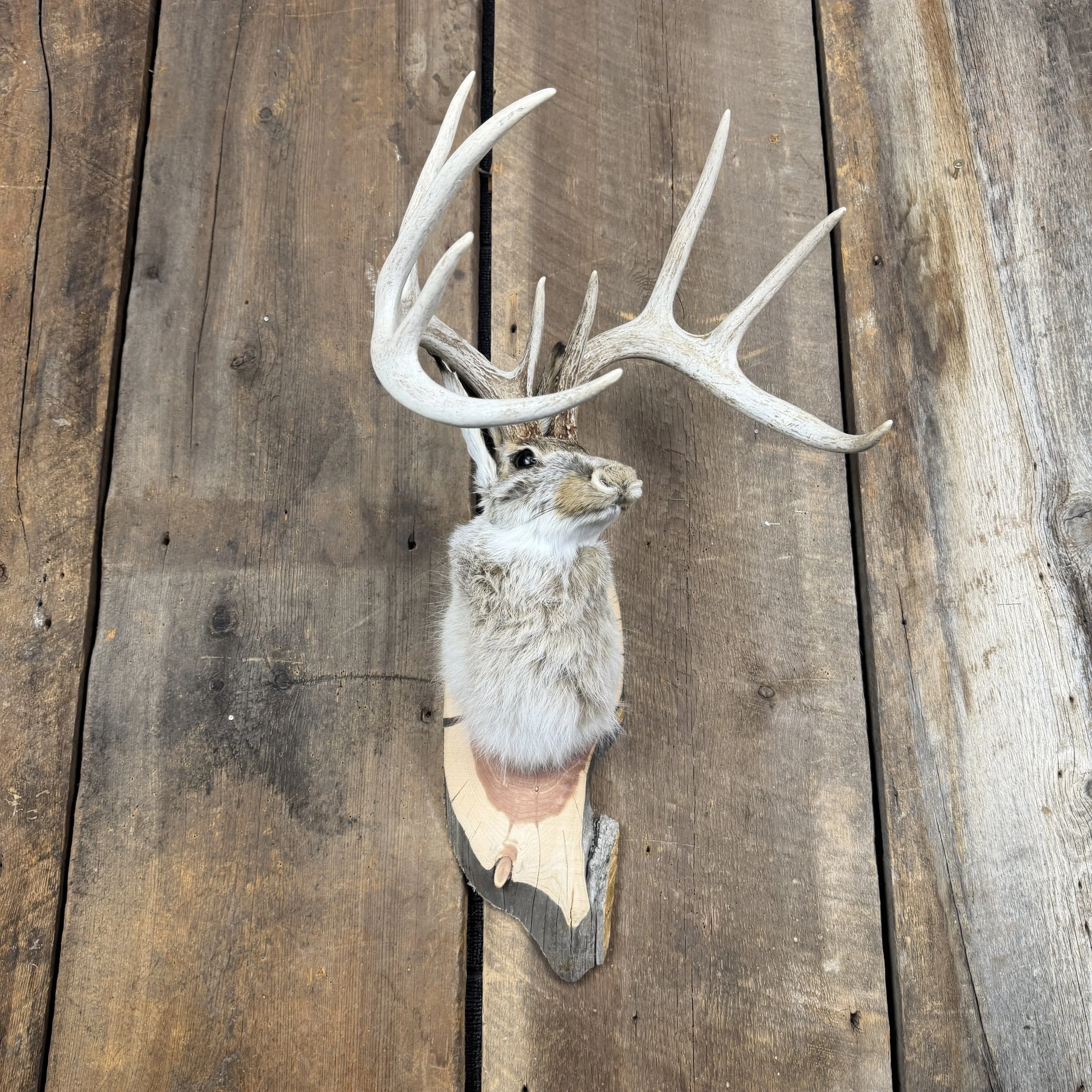 jackalope mount