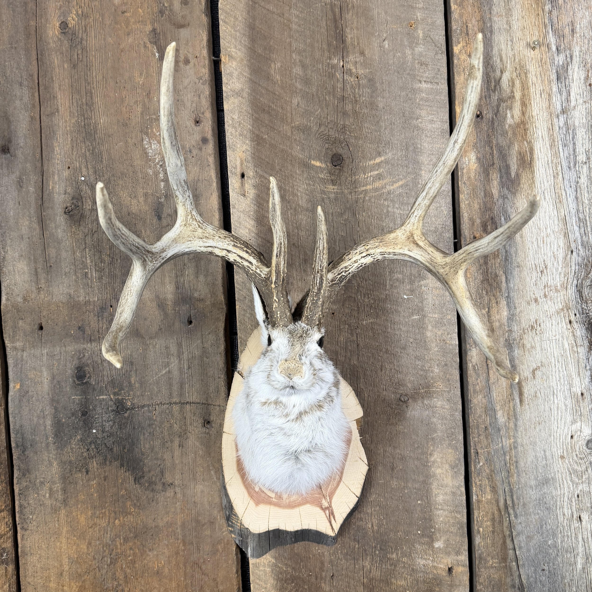 jackalope mount