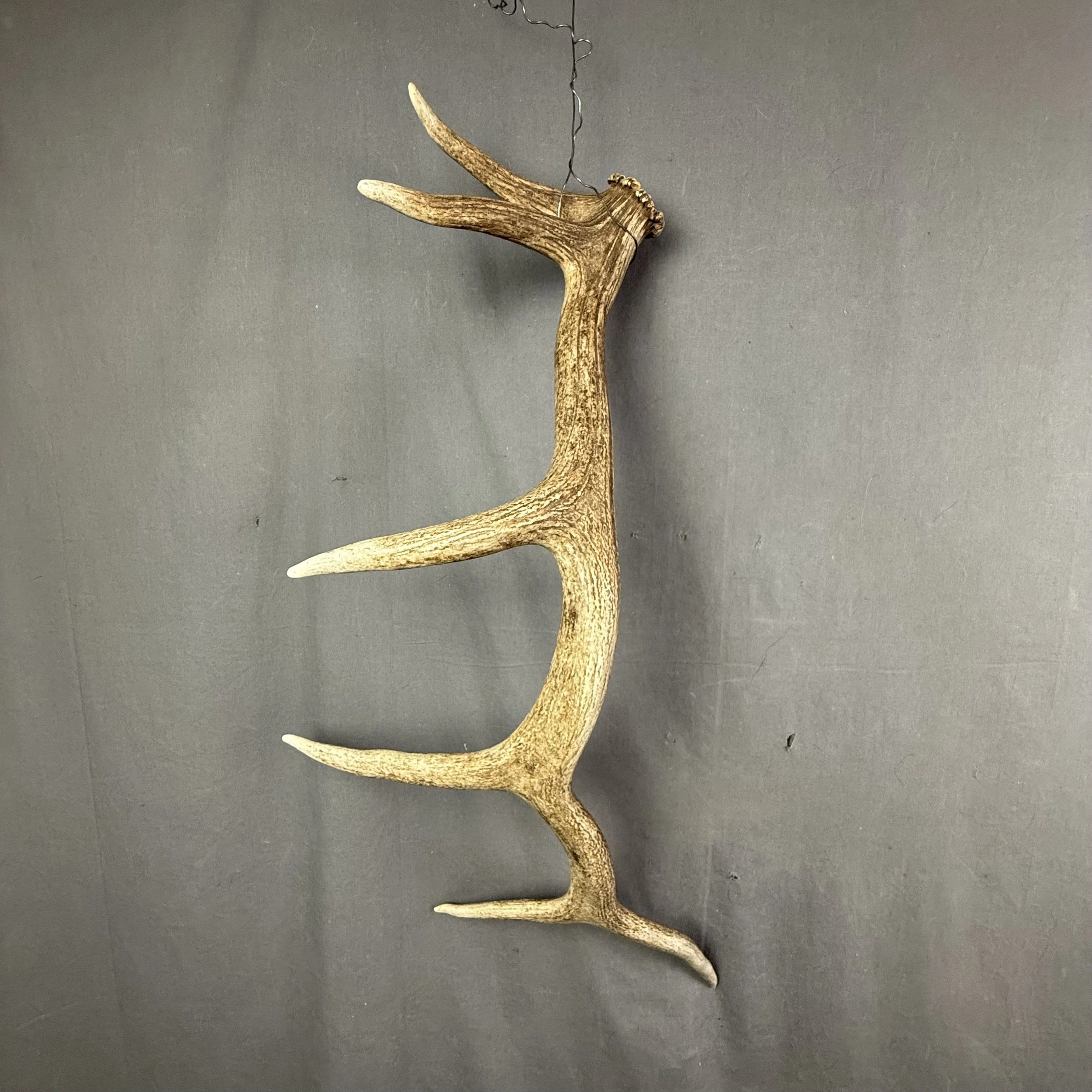 Elk Antler #13