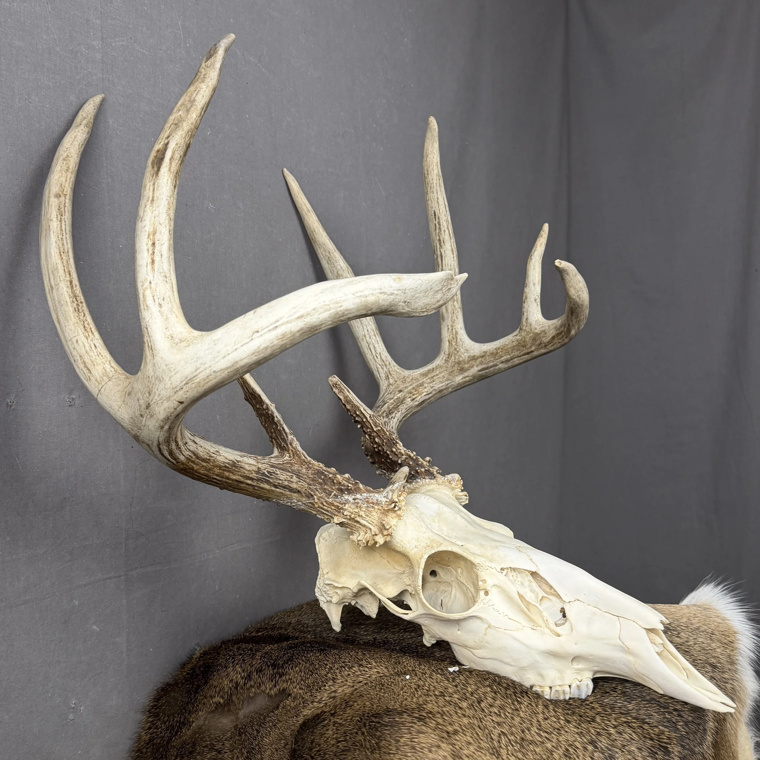 White Tail Deer Skull
