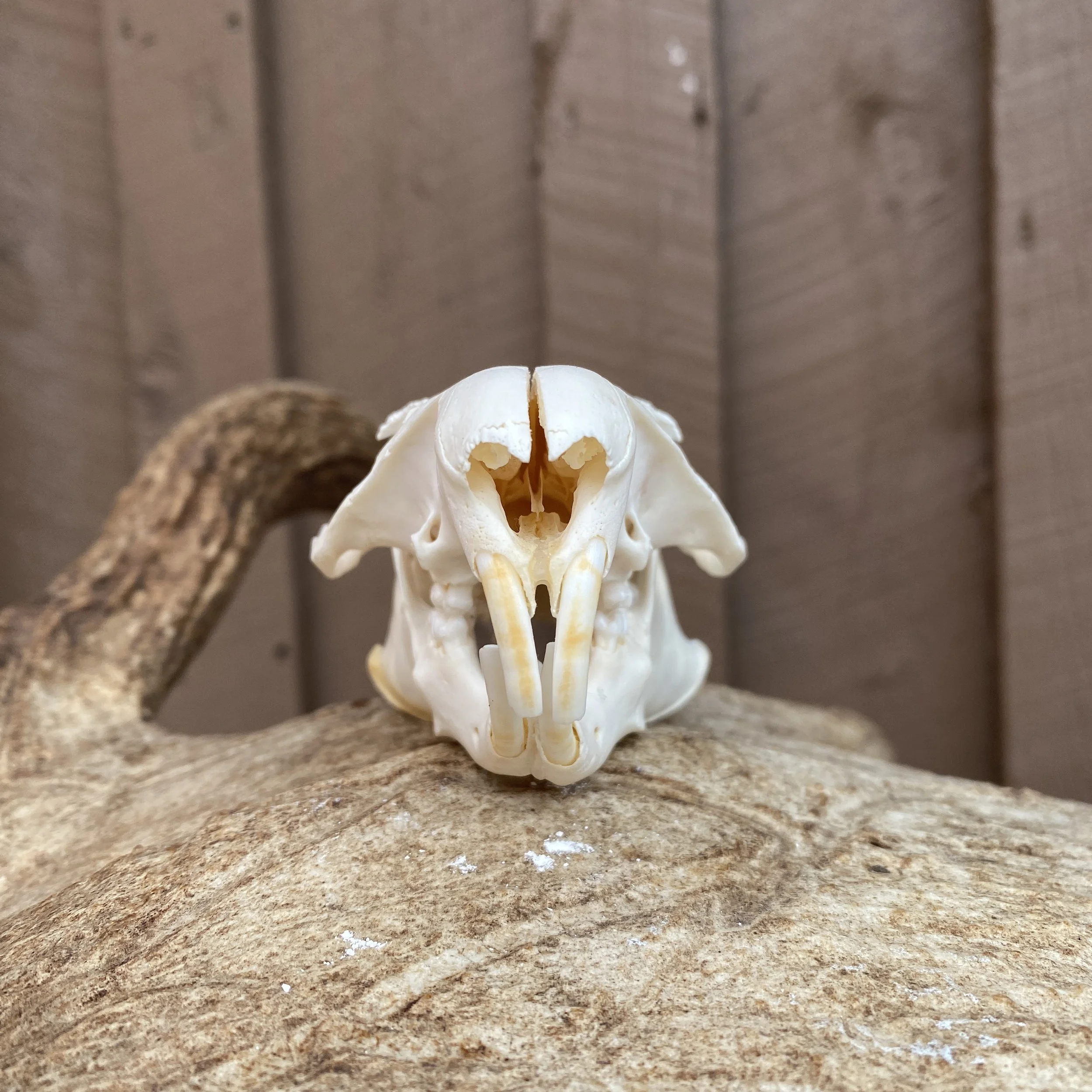 Groundhog Skull