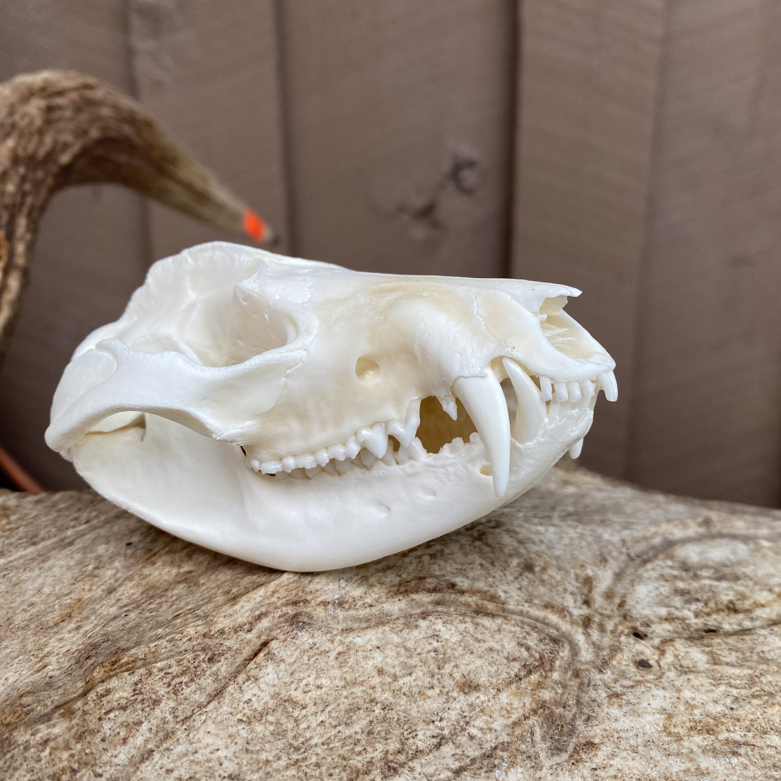 Possum Skull