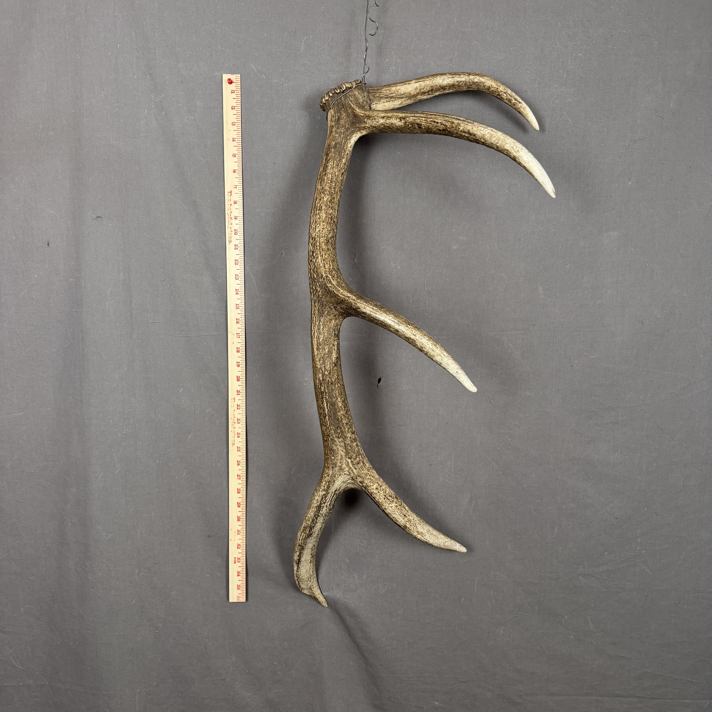 Elk Antler