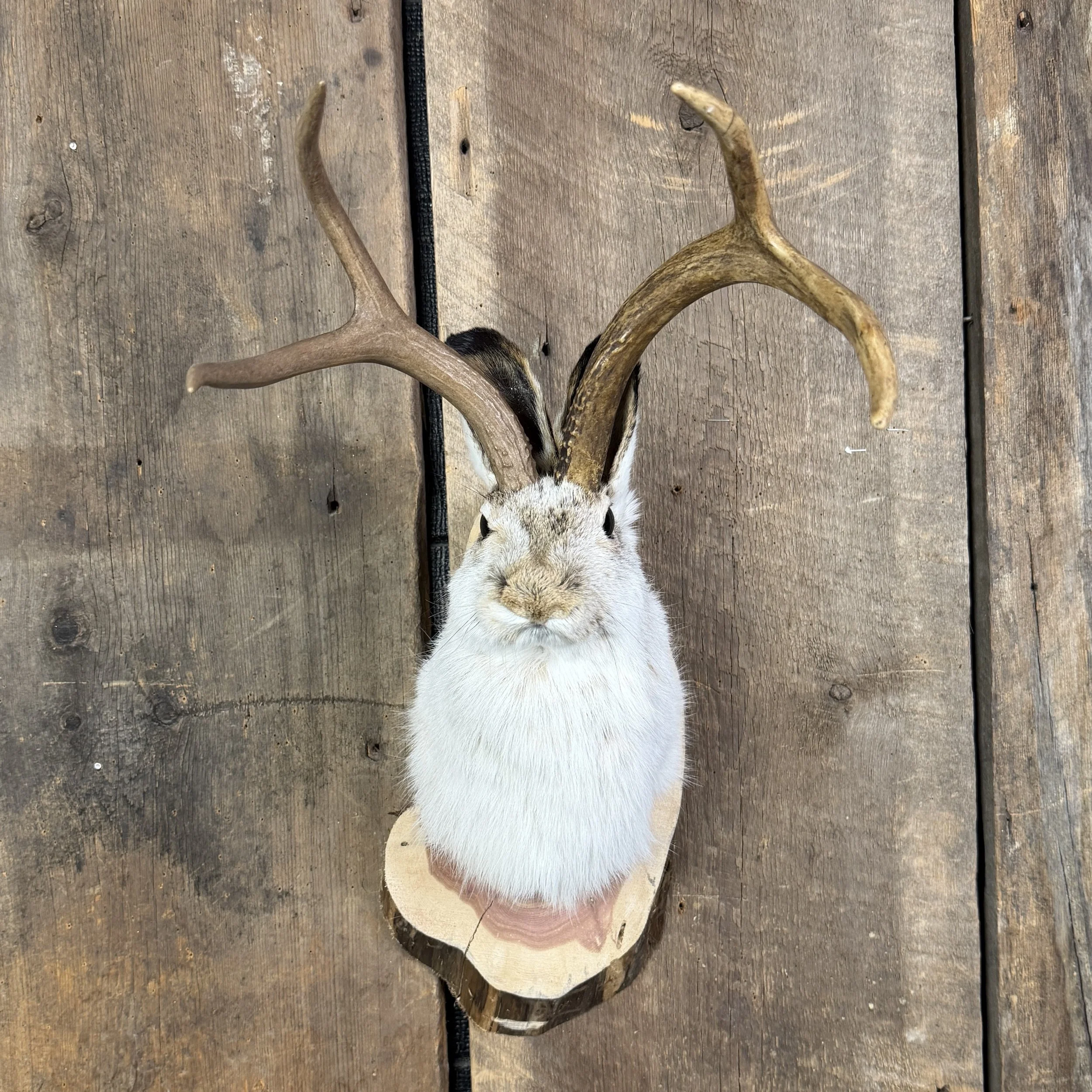 jackalope mount