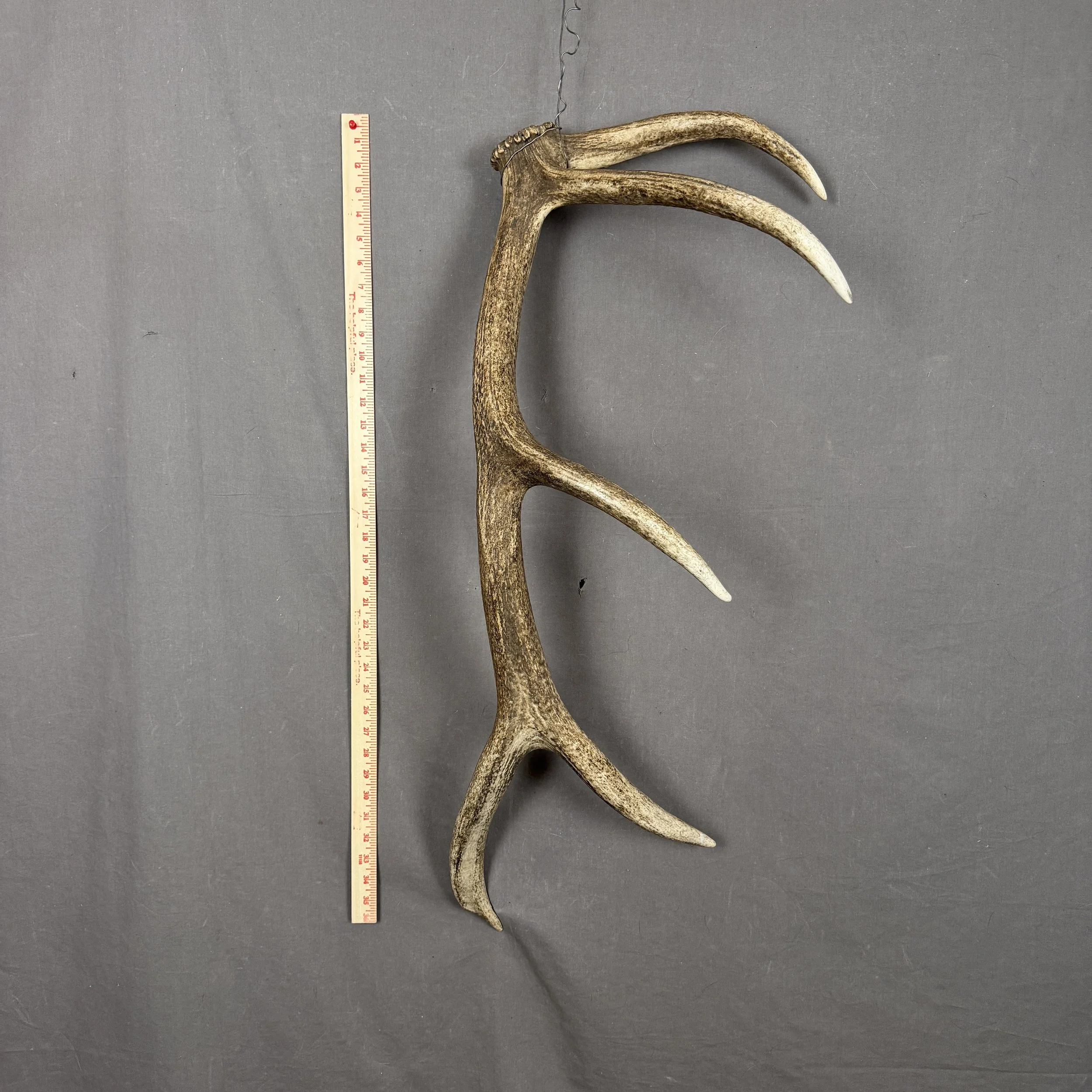 Elk Antler