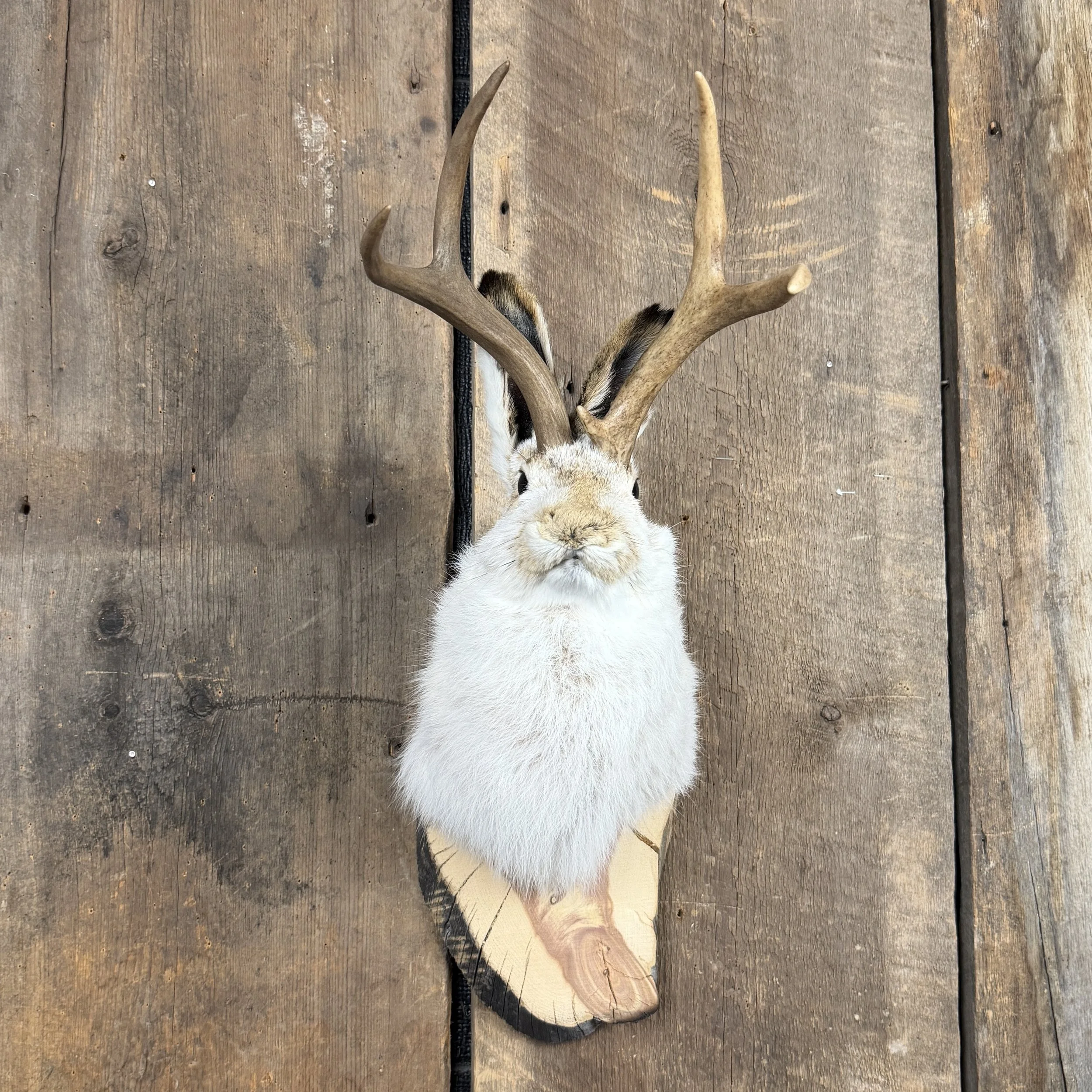 jackalope mount