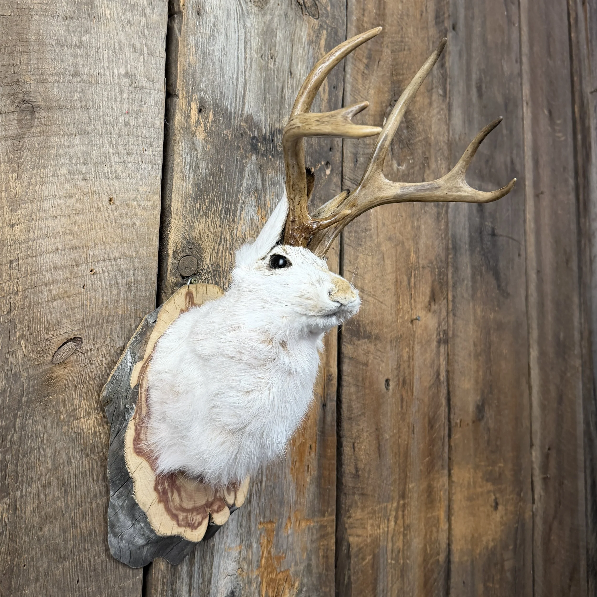 jackalope mount