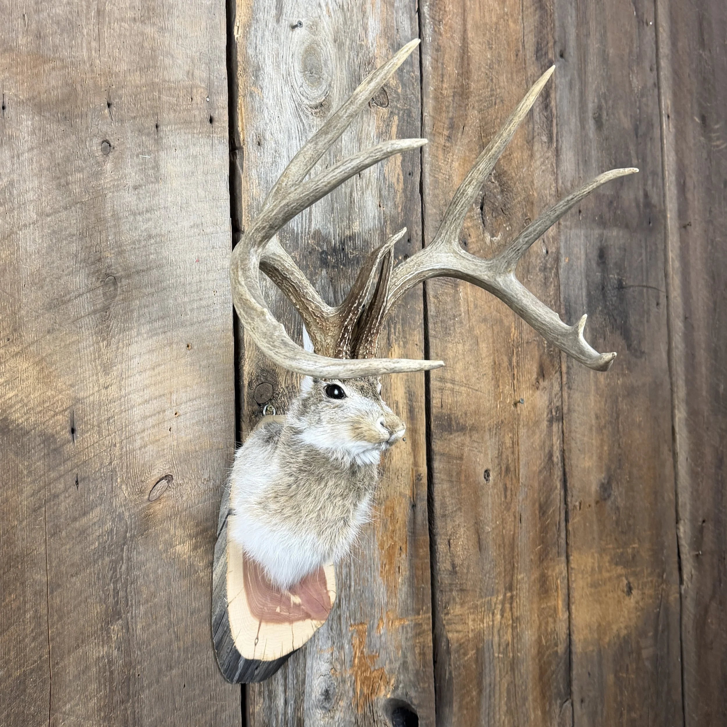 jackalope mount