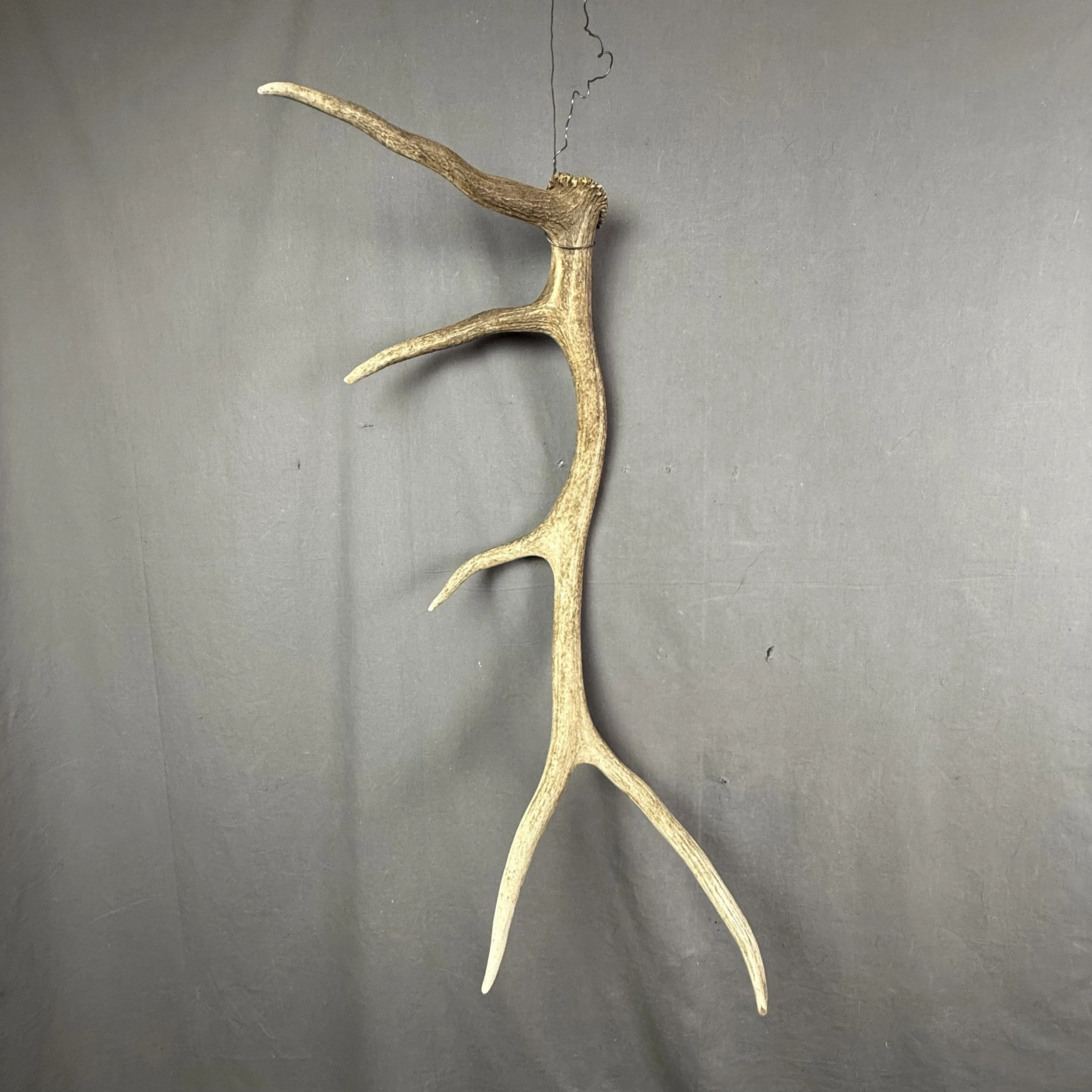 Elk Antler #29