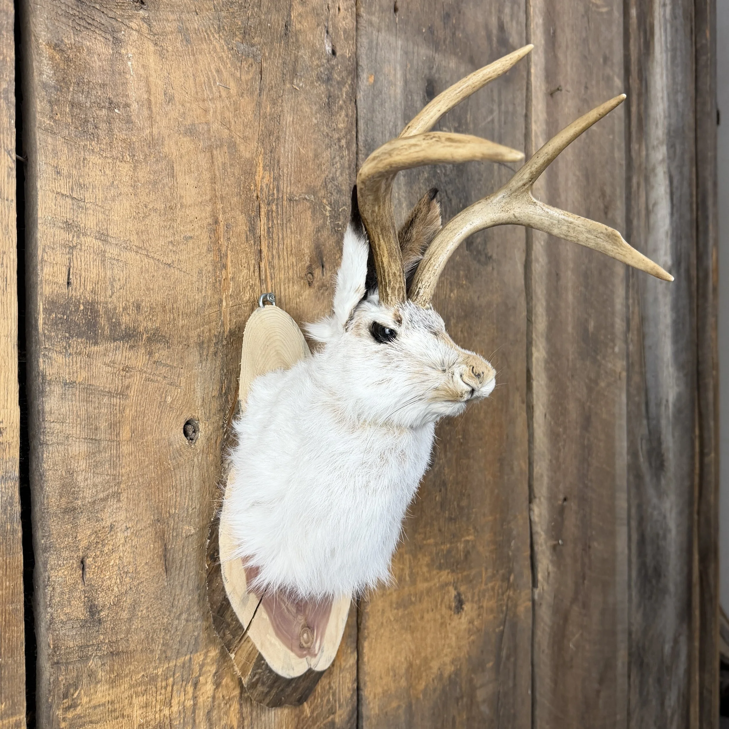 jackalope mount