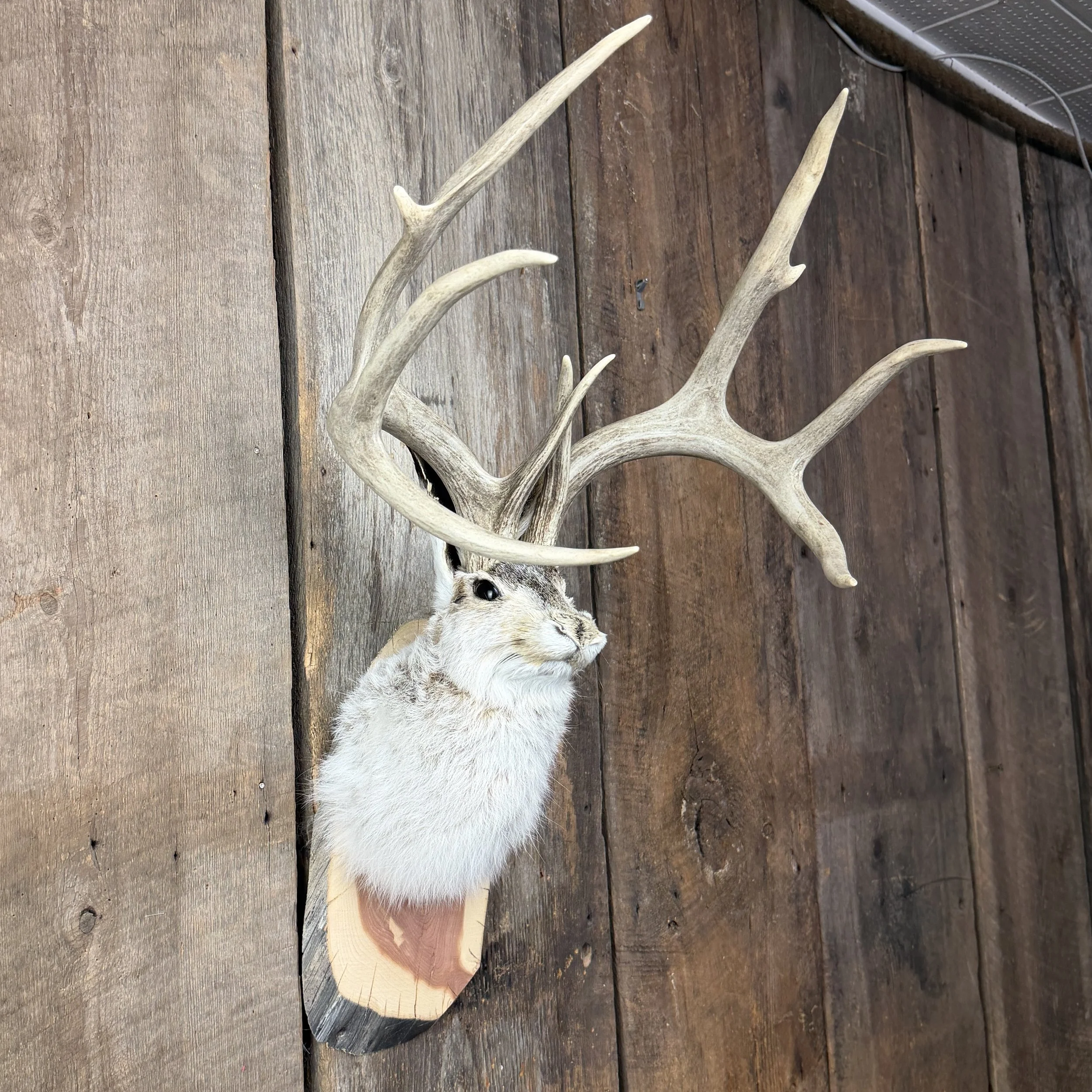 jackalope mount