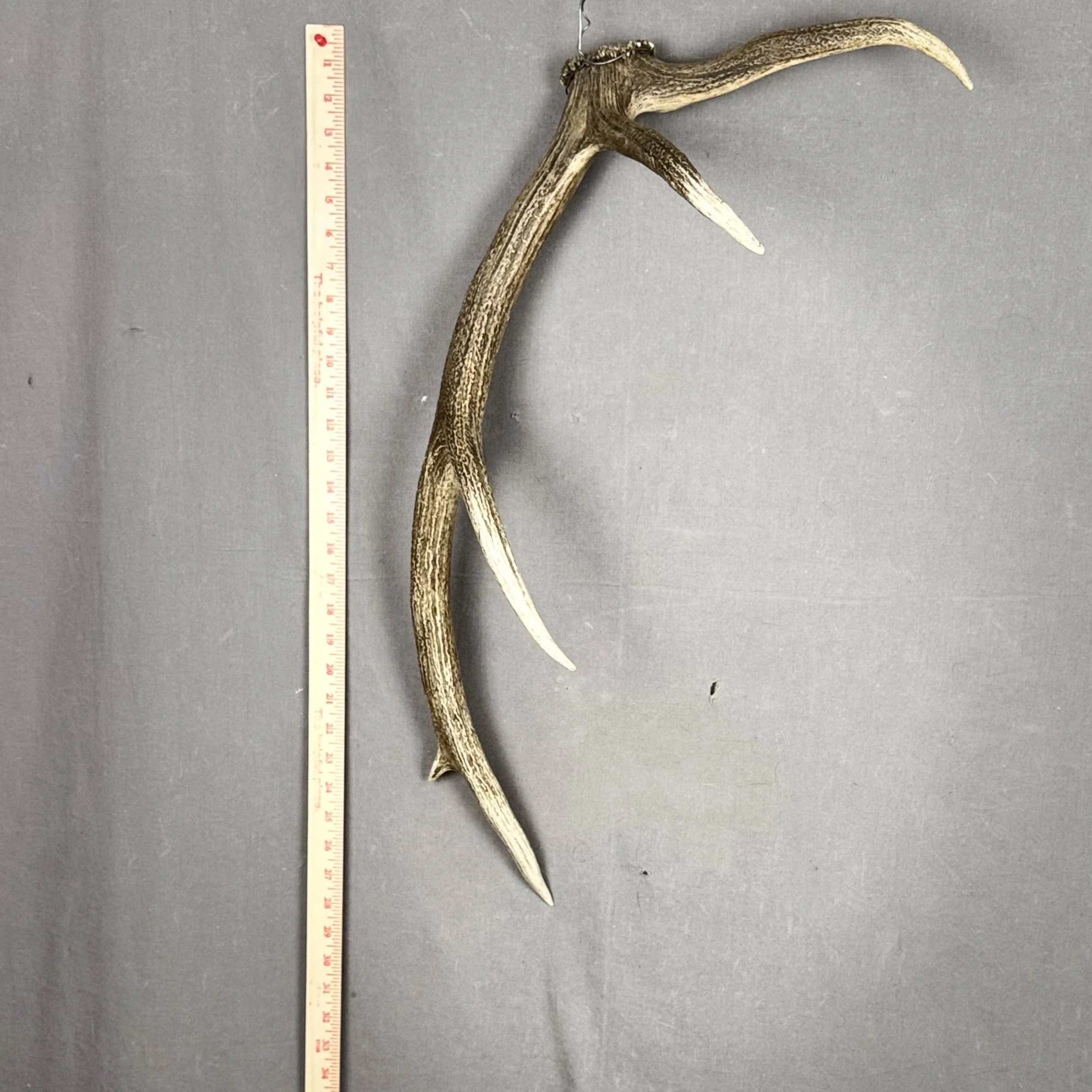 Elk Antler