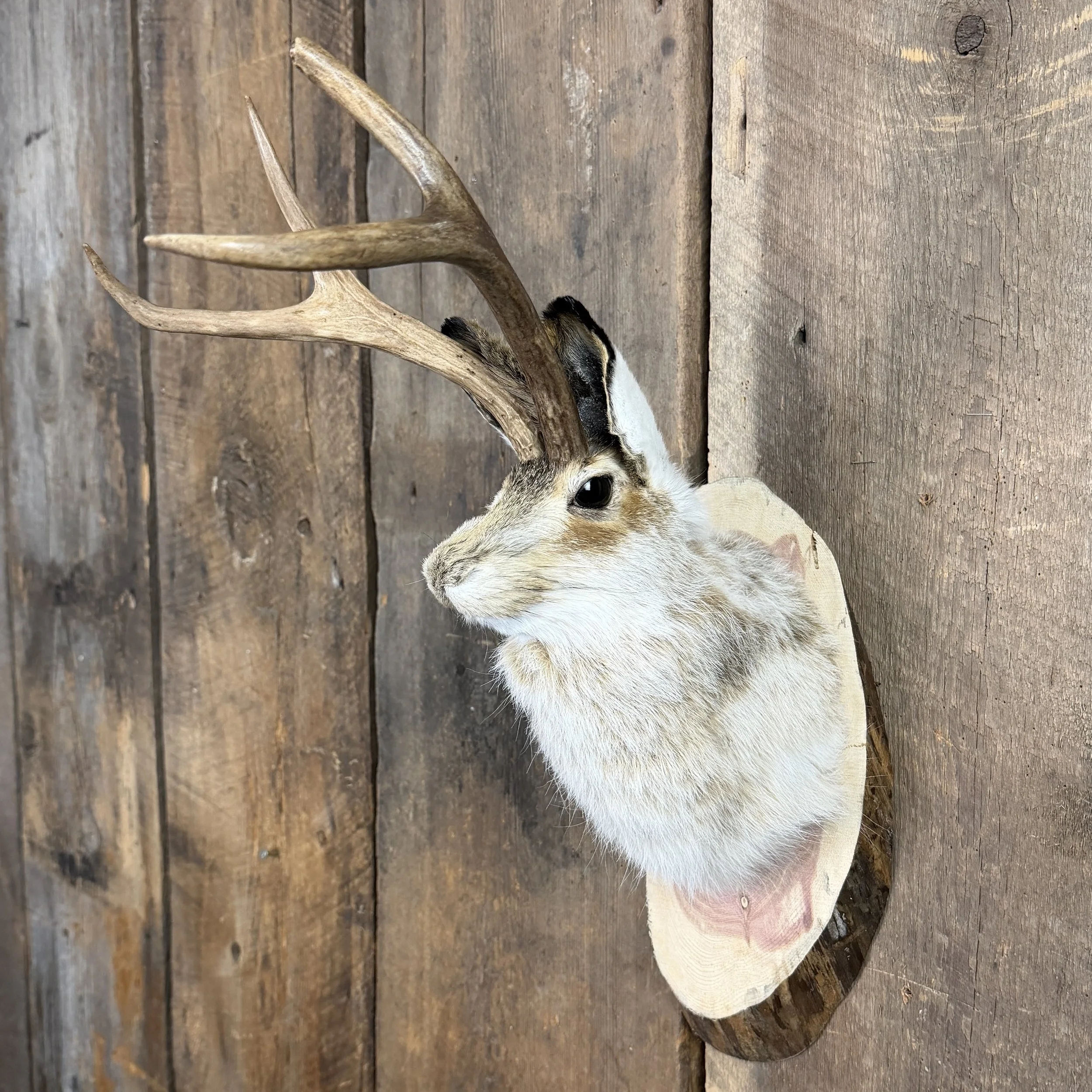 Jackalope Mount SQ3811