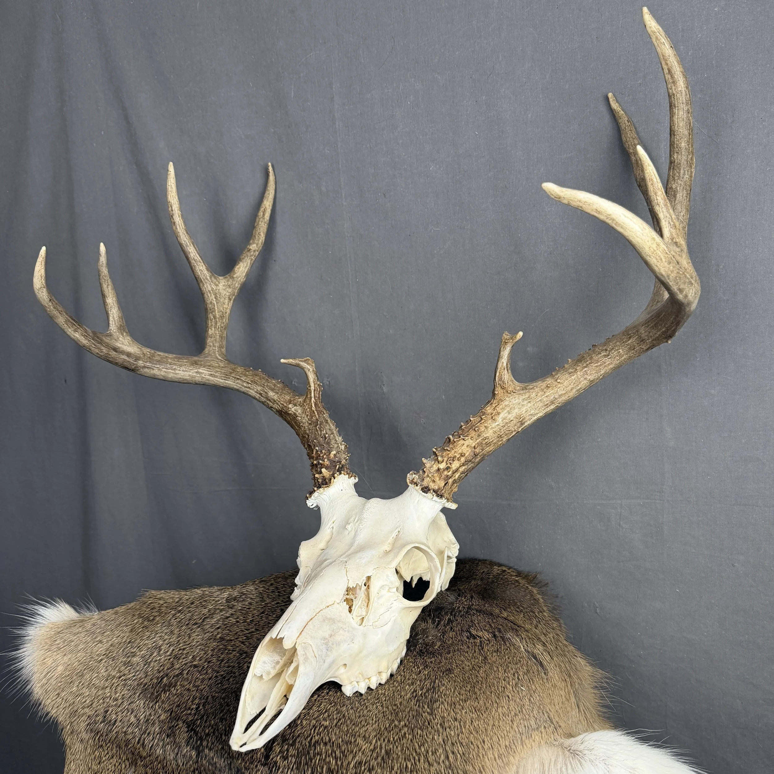 Mule Deer Skull