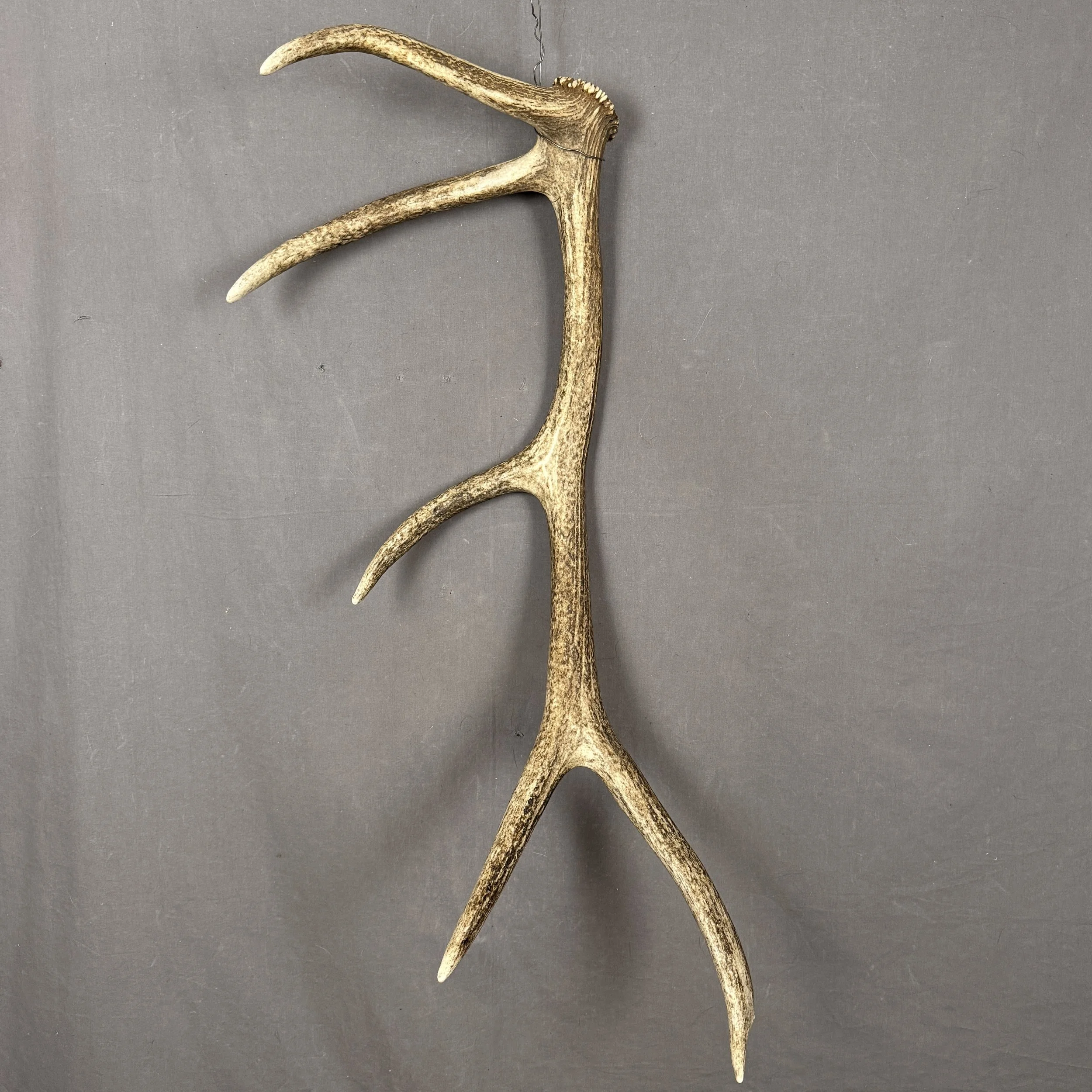 Elk Antler