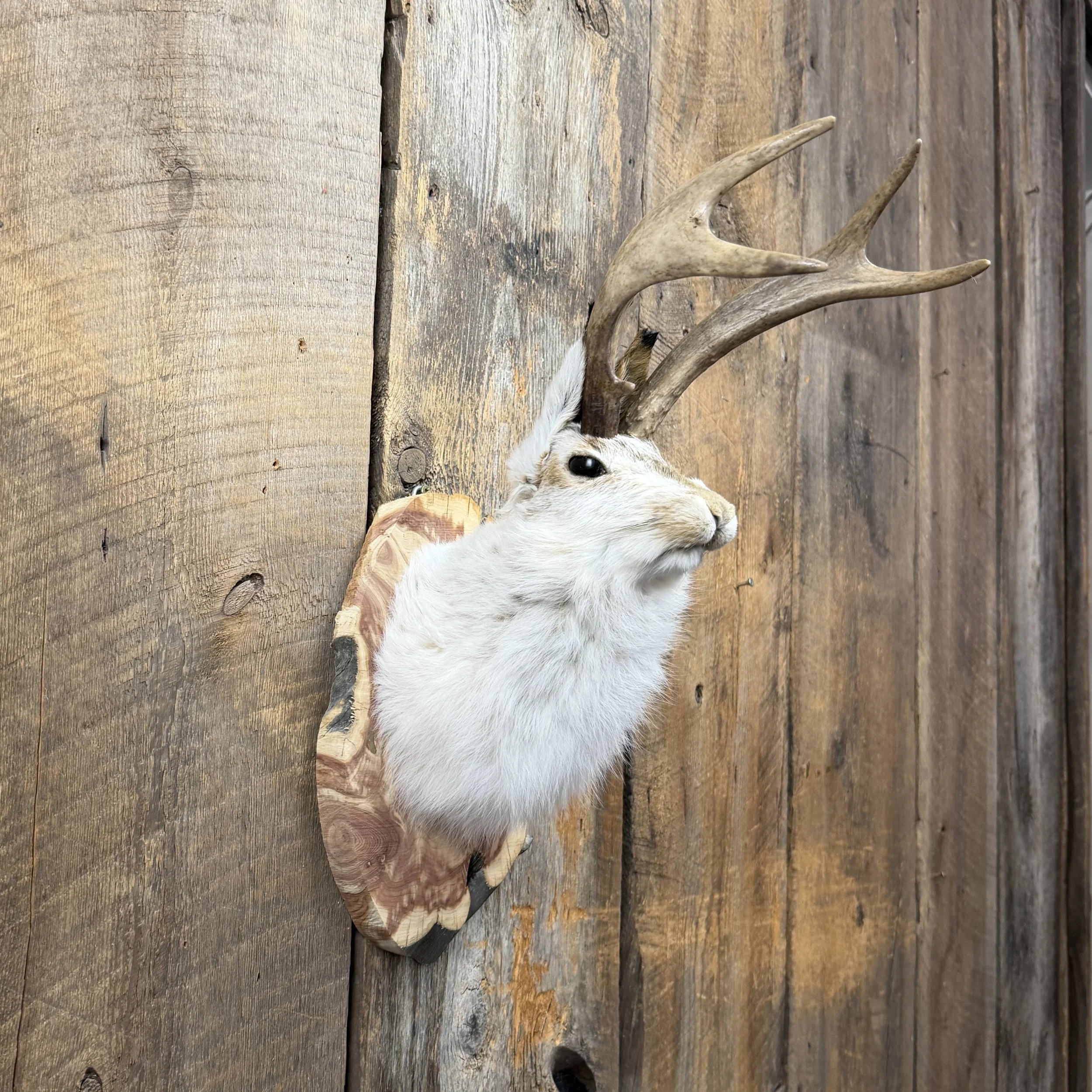 jackalope mount