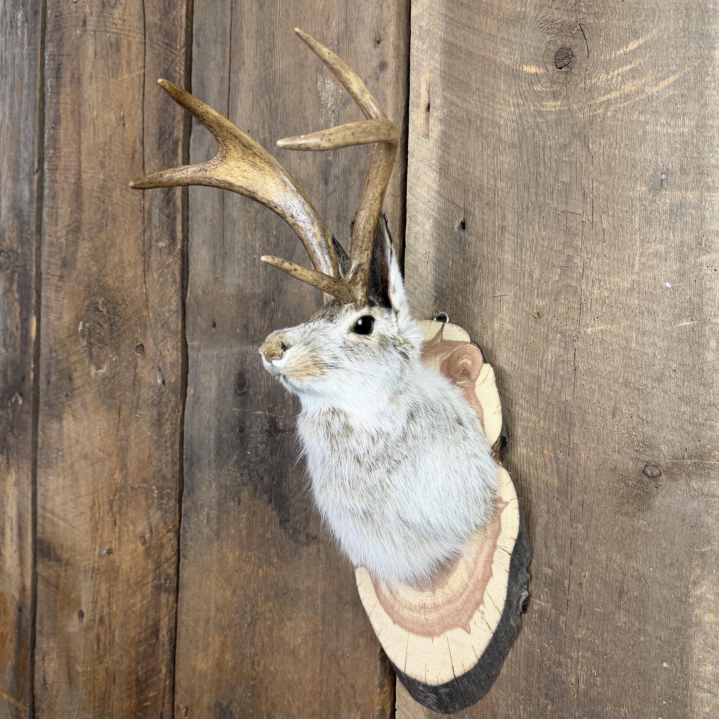 Jackalope Mount SQ0001