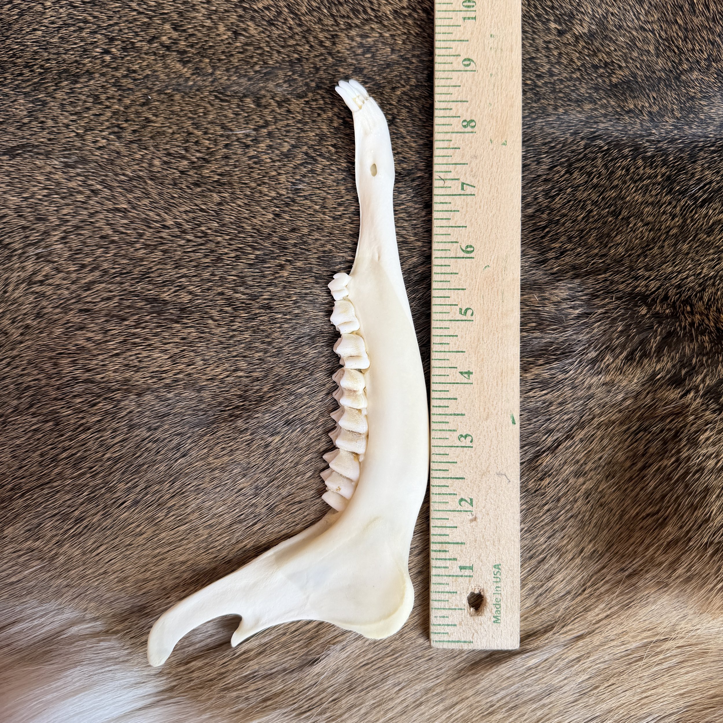 deer jaw bone