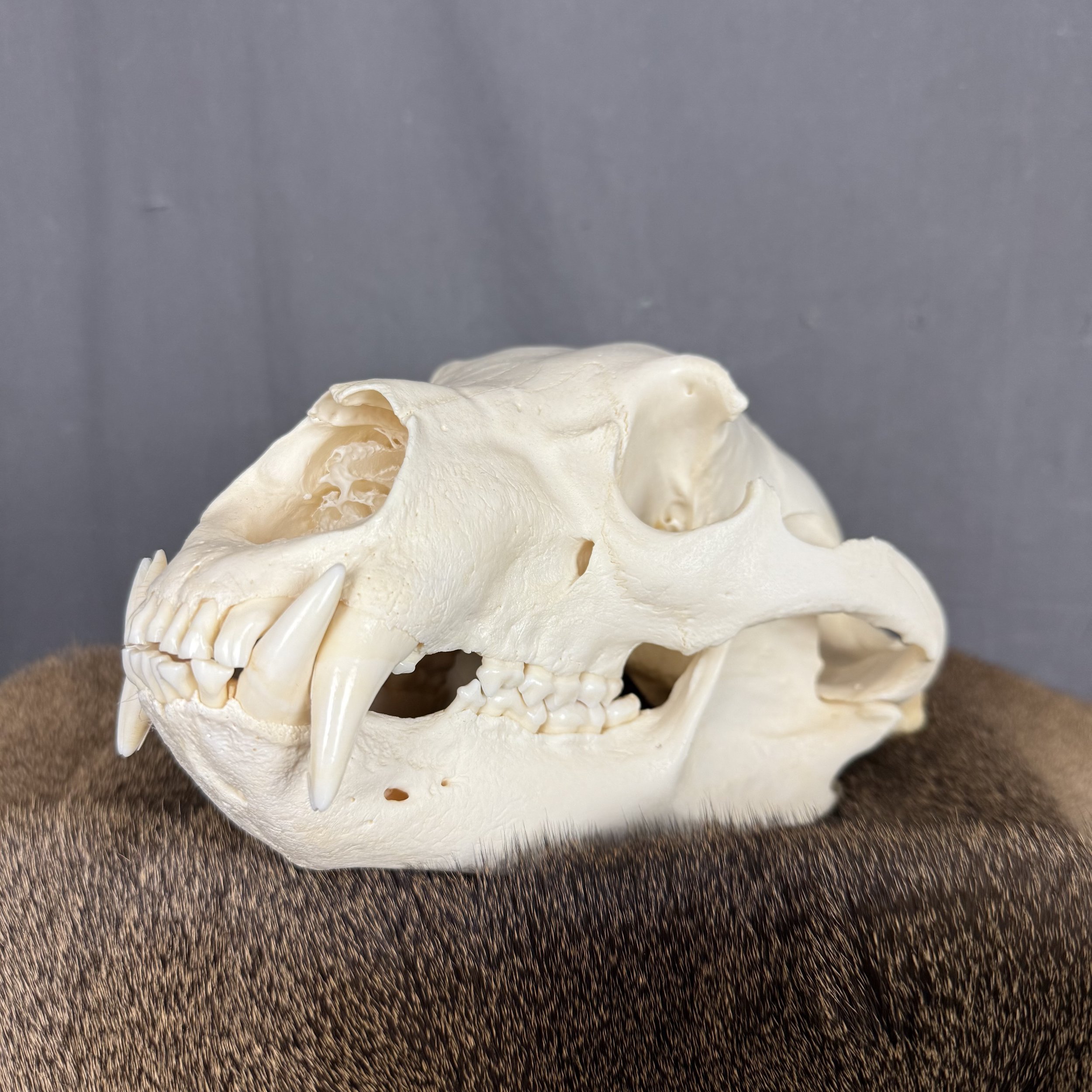 Black Bear Skull