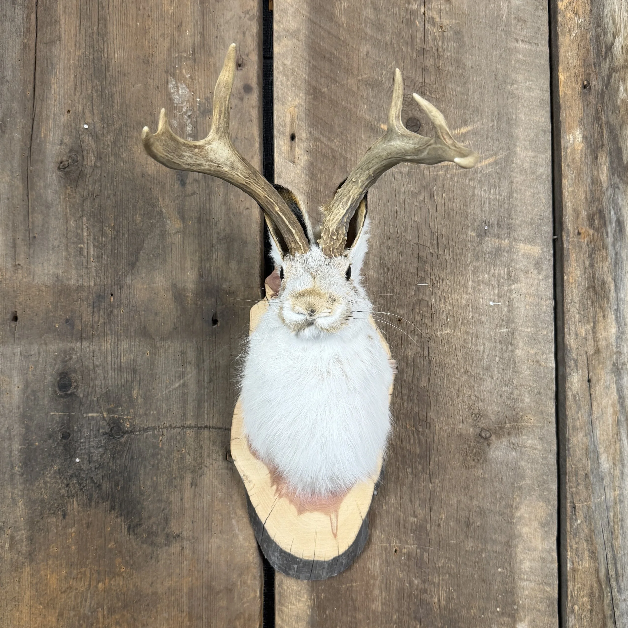 jackalope mount