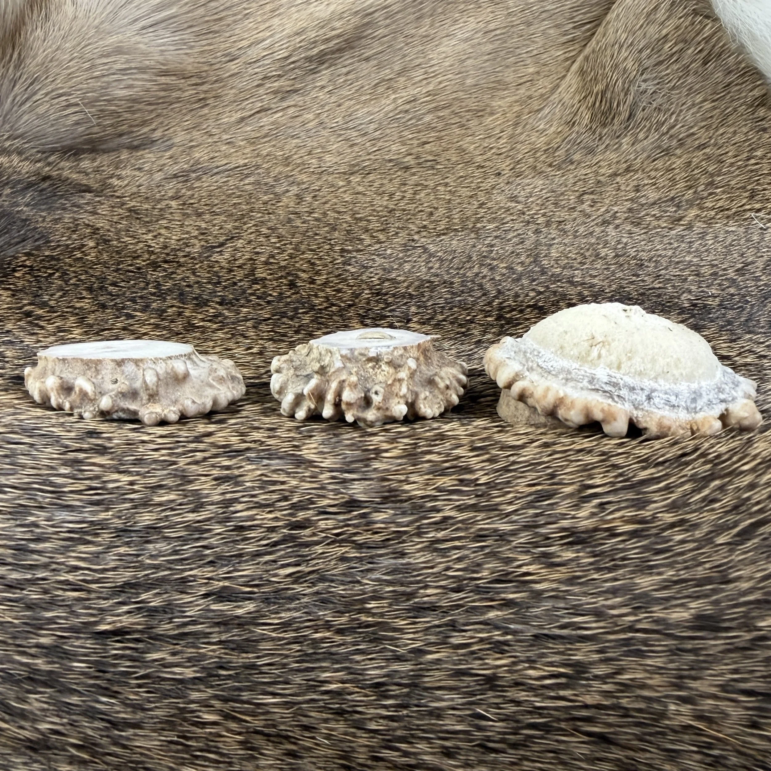 Deer Antler Rosette
