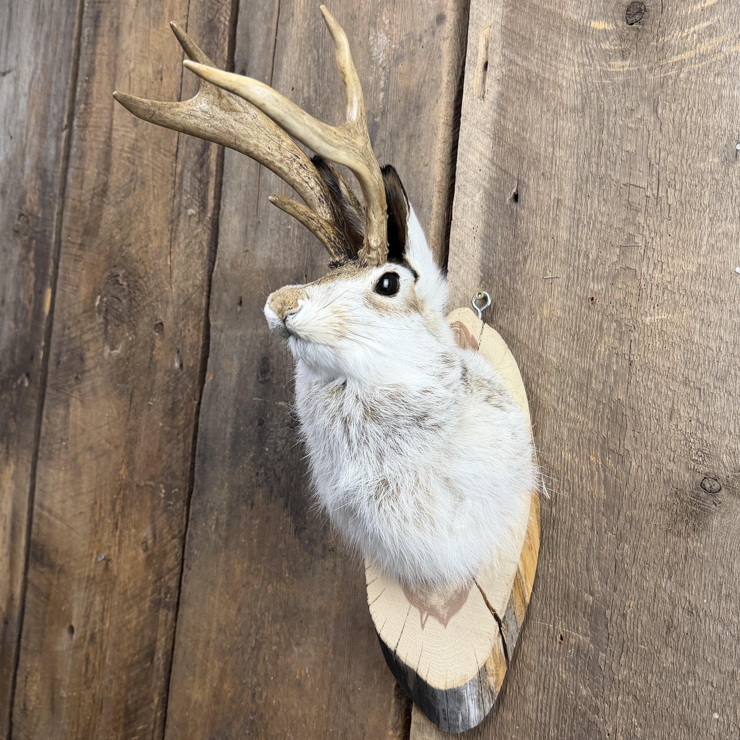 Jackalope Mount SQ0247