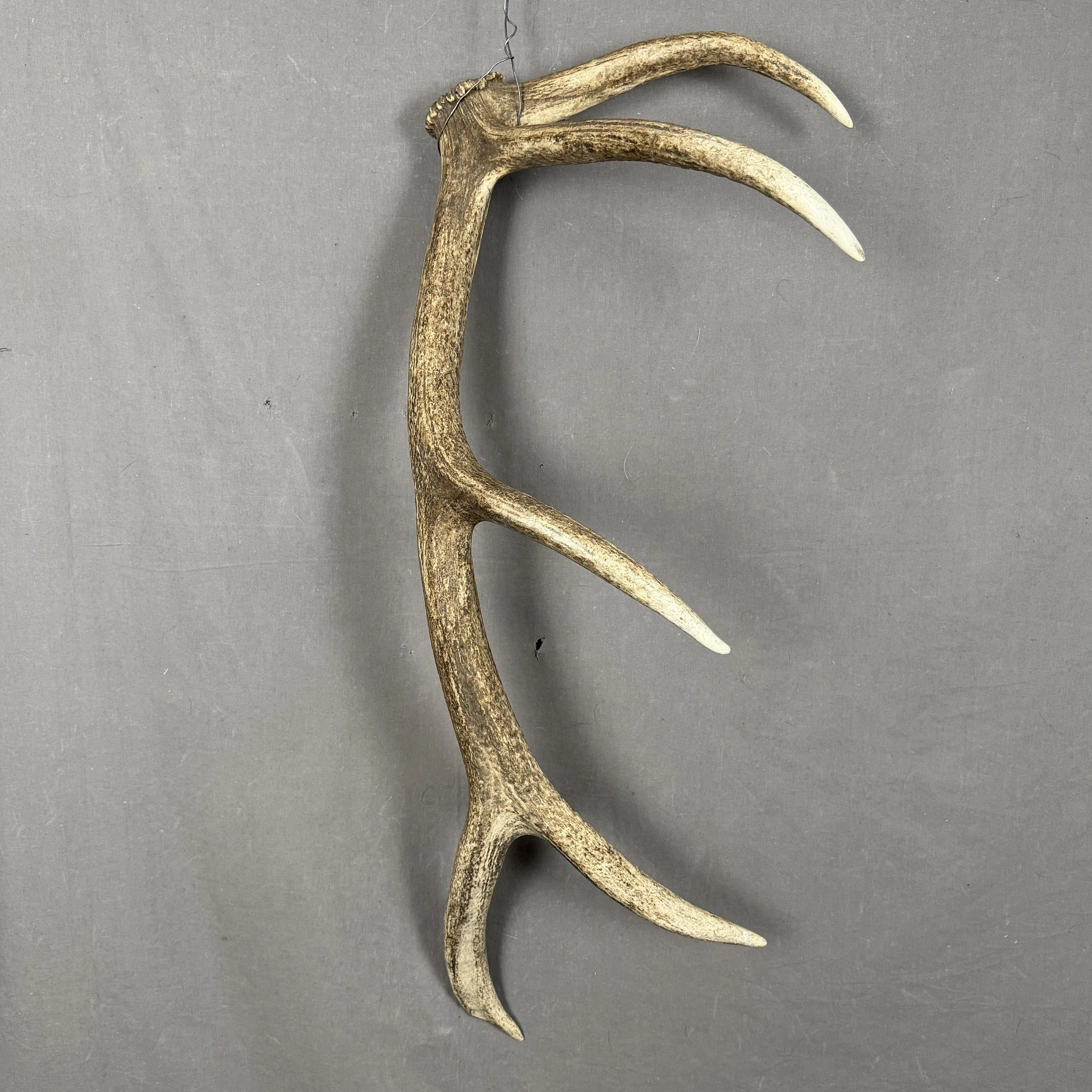 Elk Antler #19