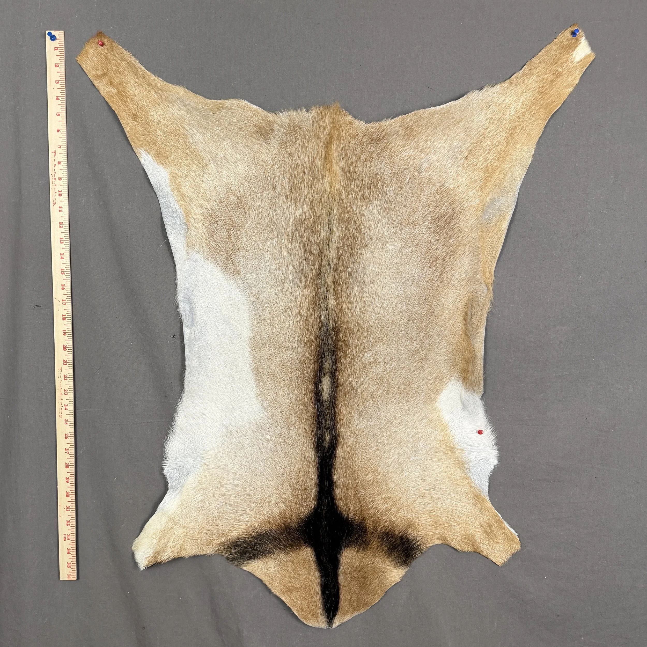 Goat Hide