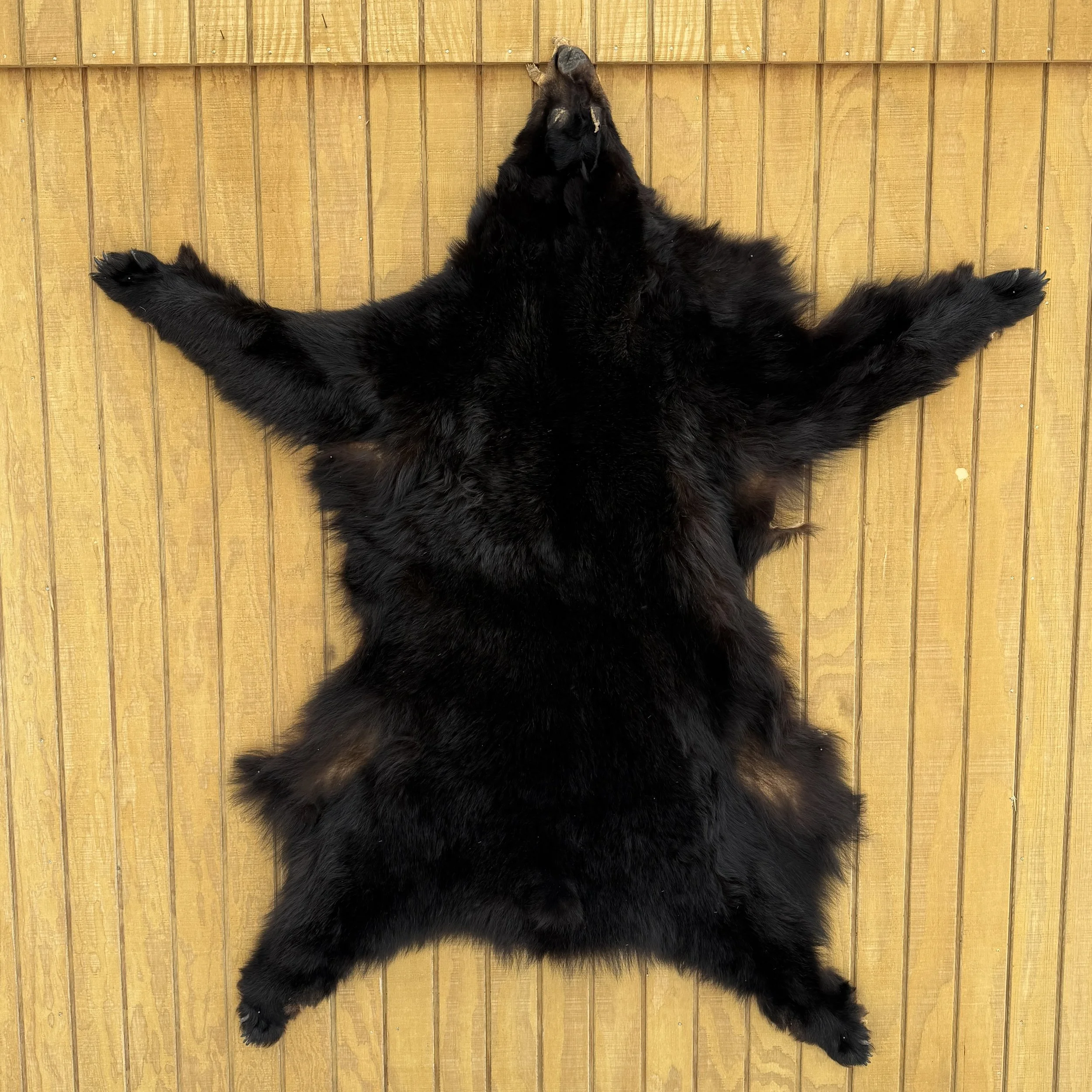 Black Bear Hide SQ7481