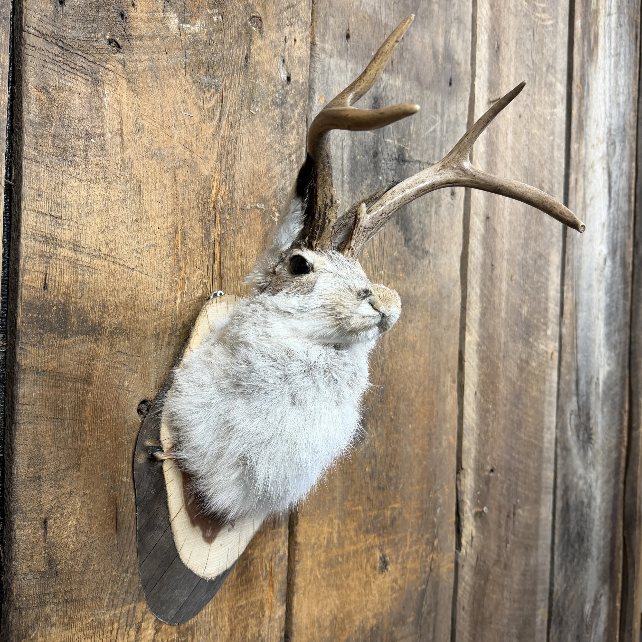 jackalope mount