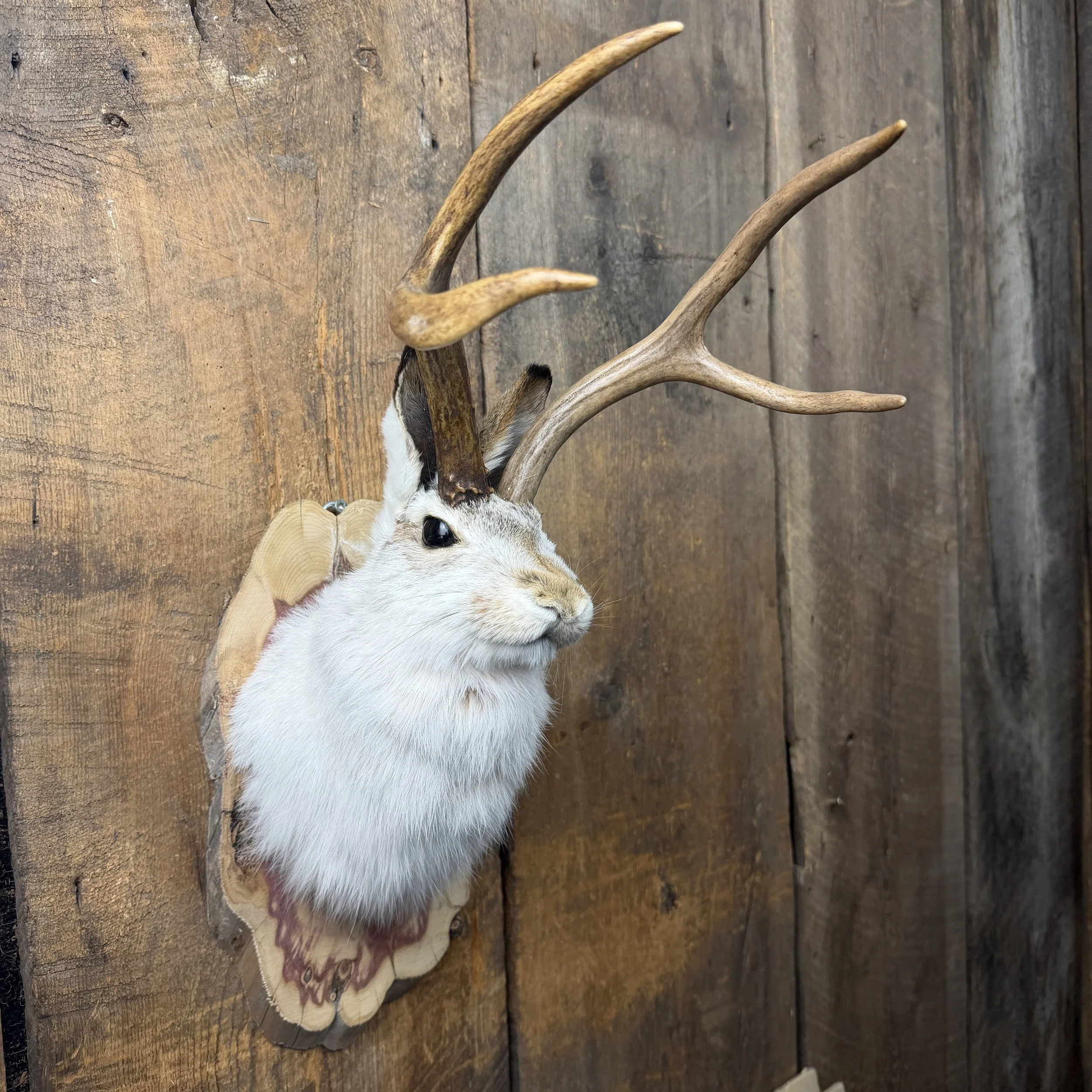 jackalope mount