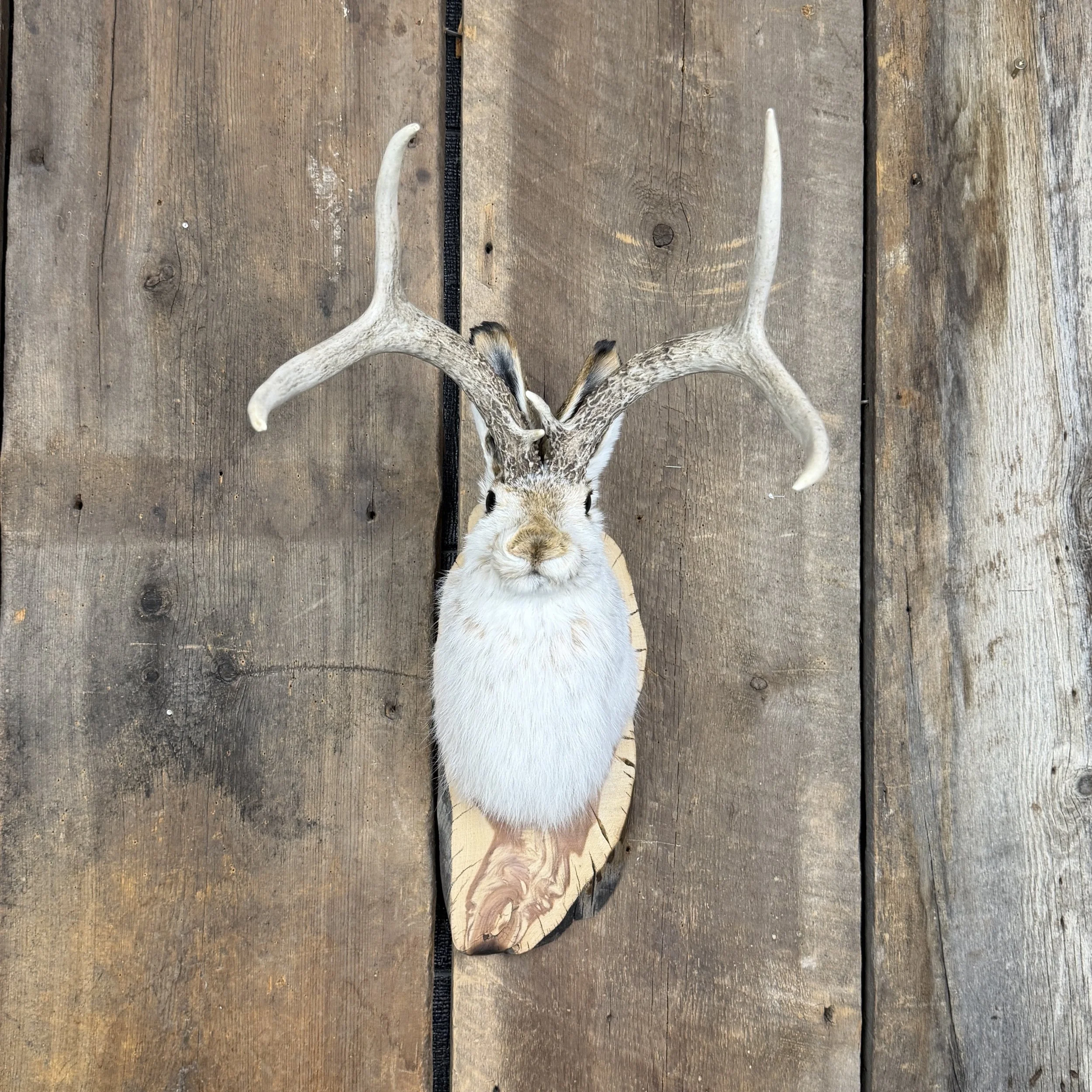 jackalope mount