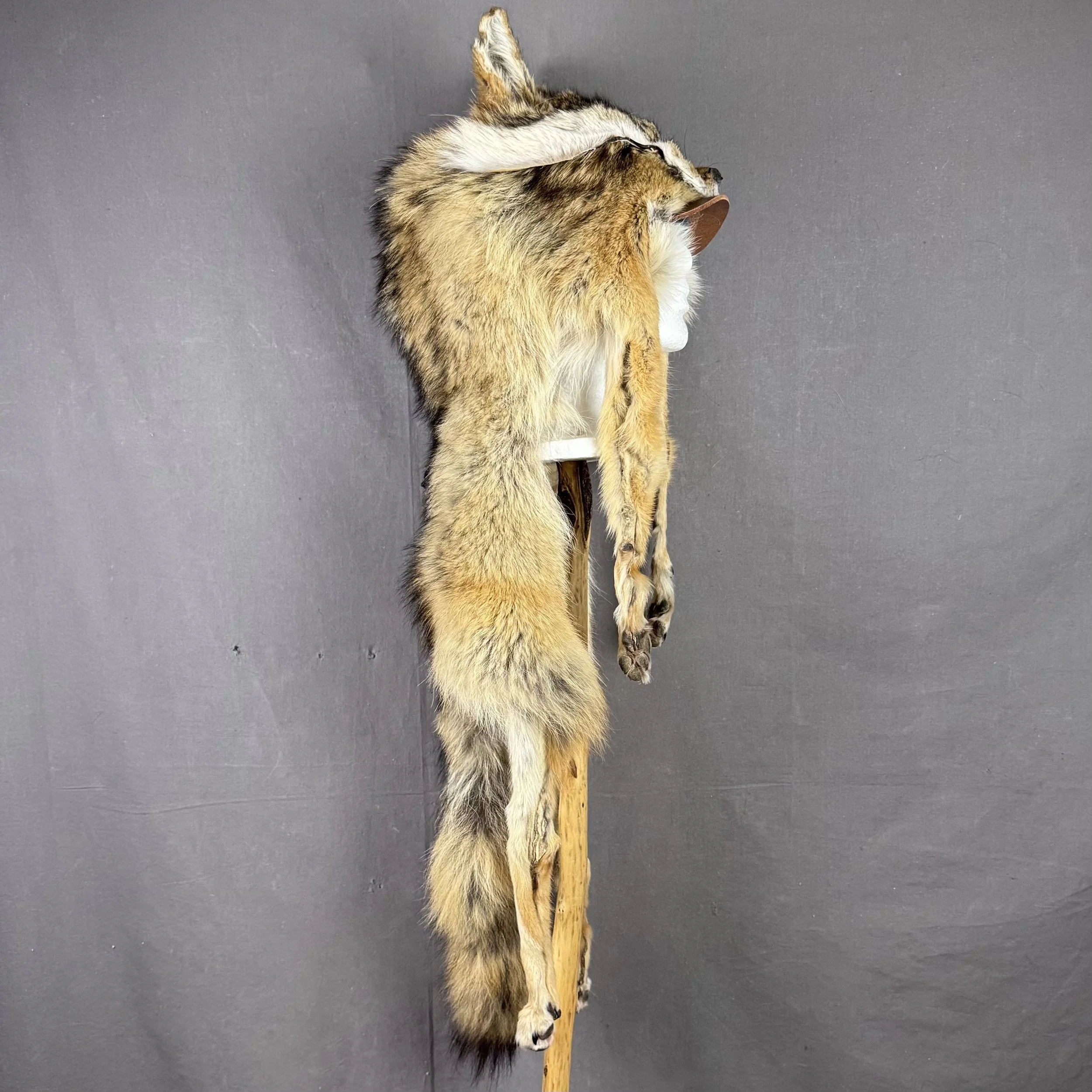 Coyote Mountain Man Hat with bill, face, tail and feet