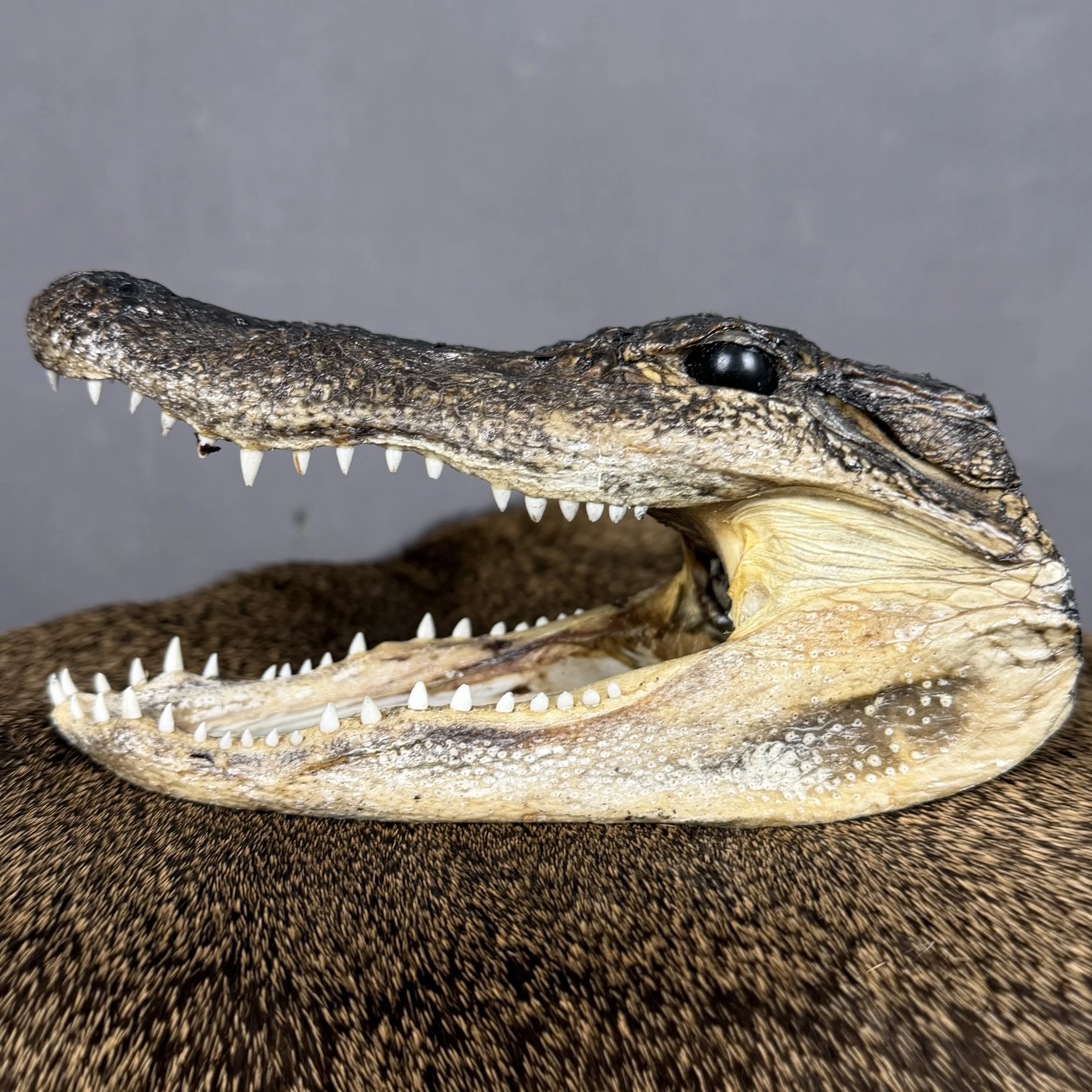 Alligator Head
