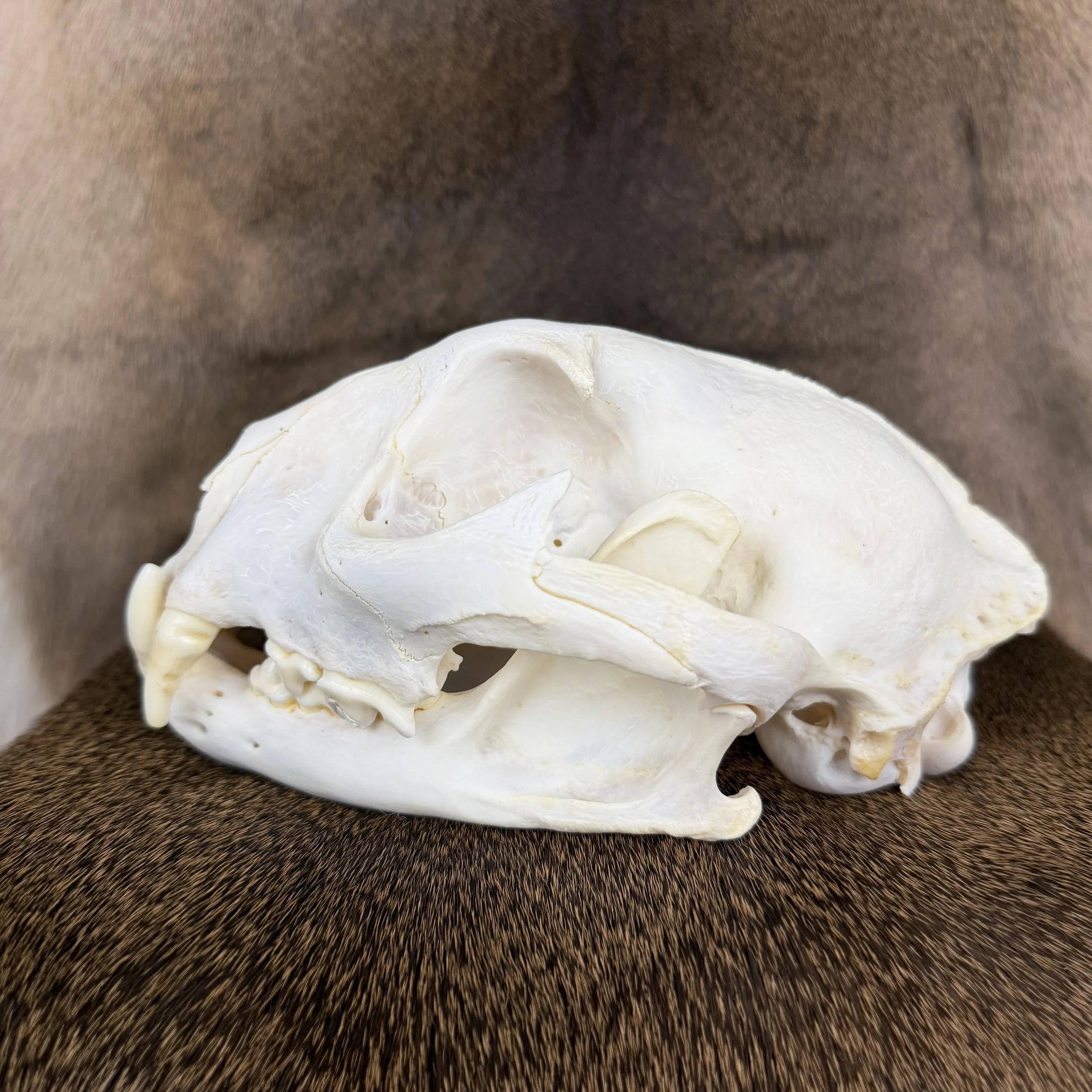 cougar skull