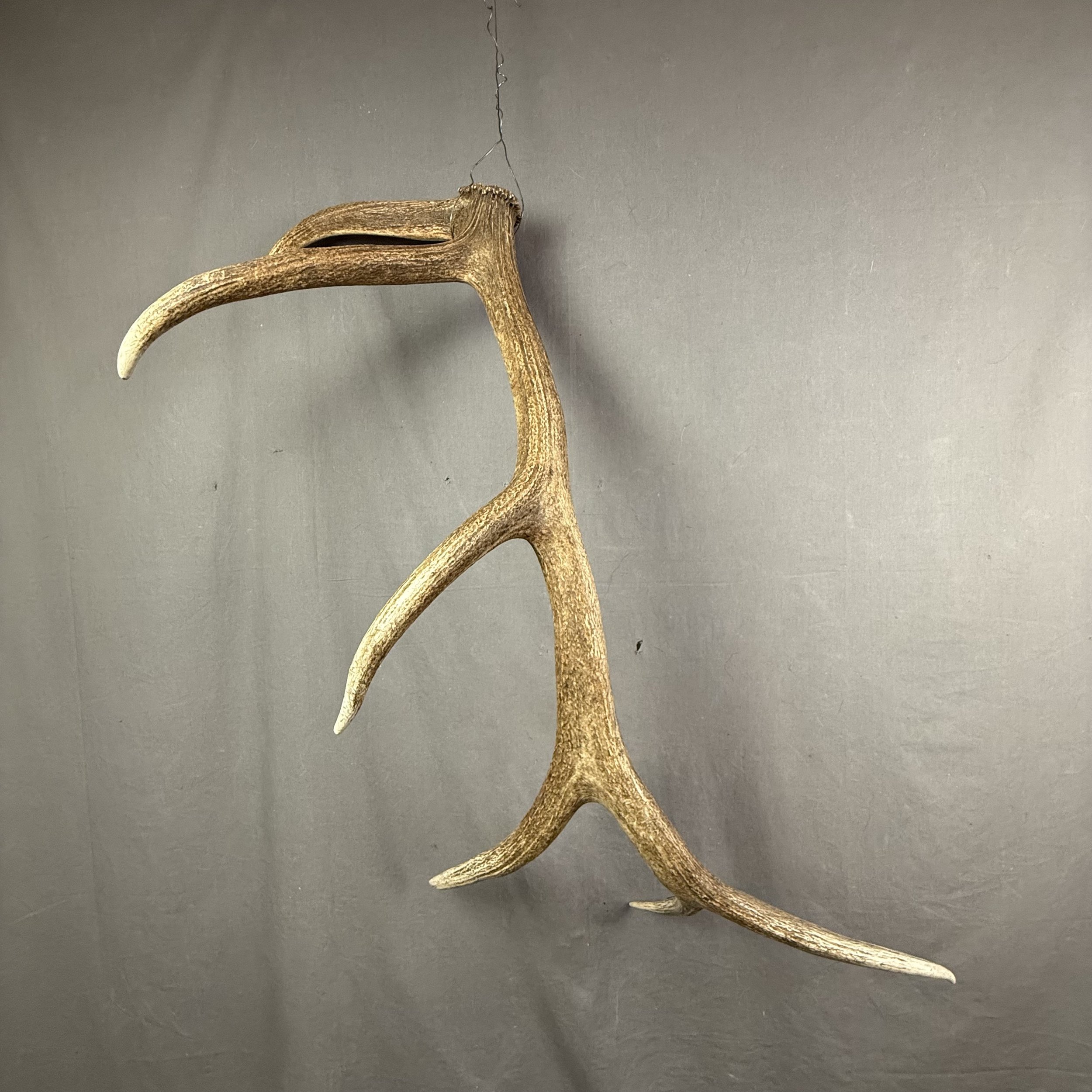 Elk Antler #23