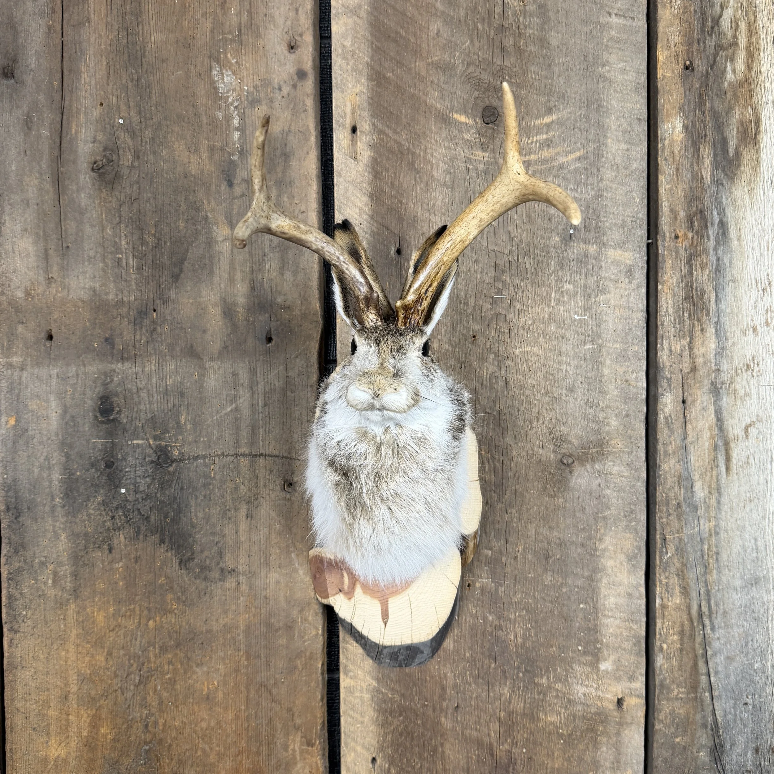 jackalope mount