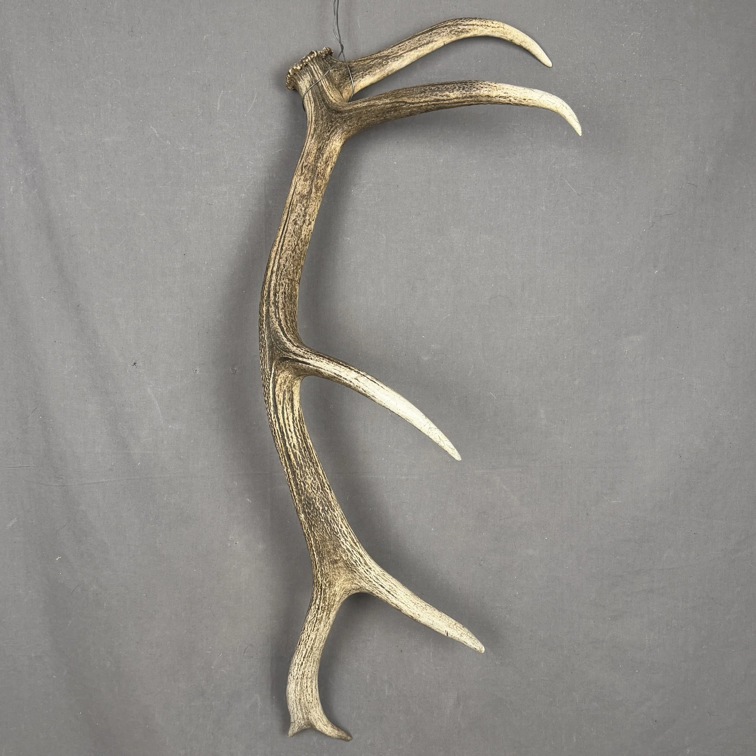 Elk Antler #4