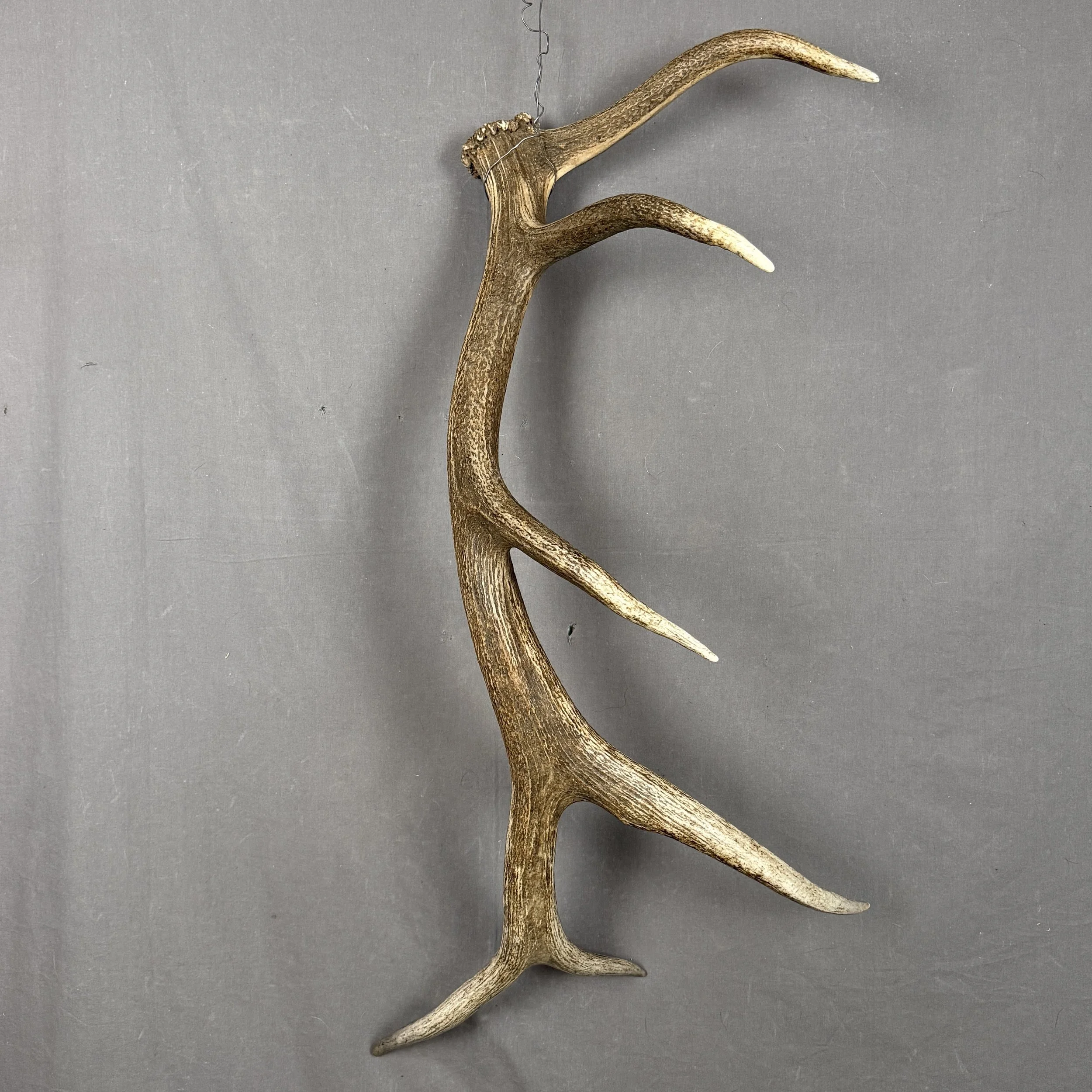 Elk Antler
