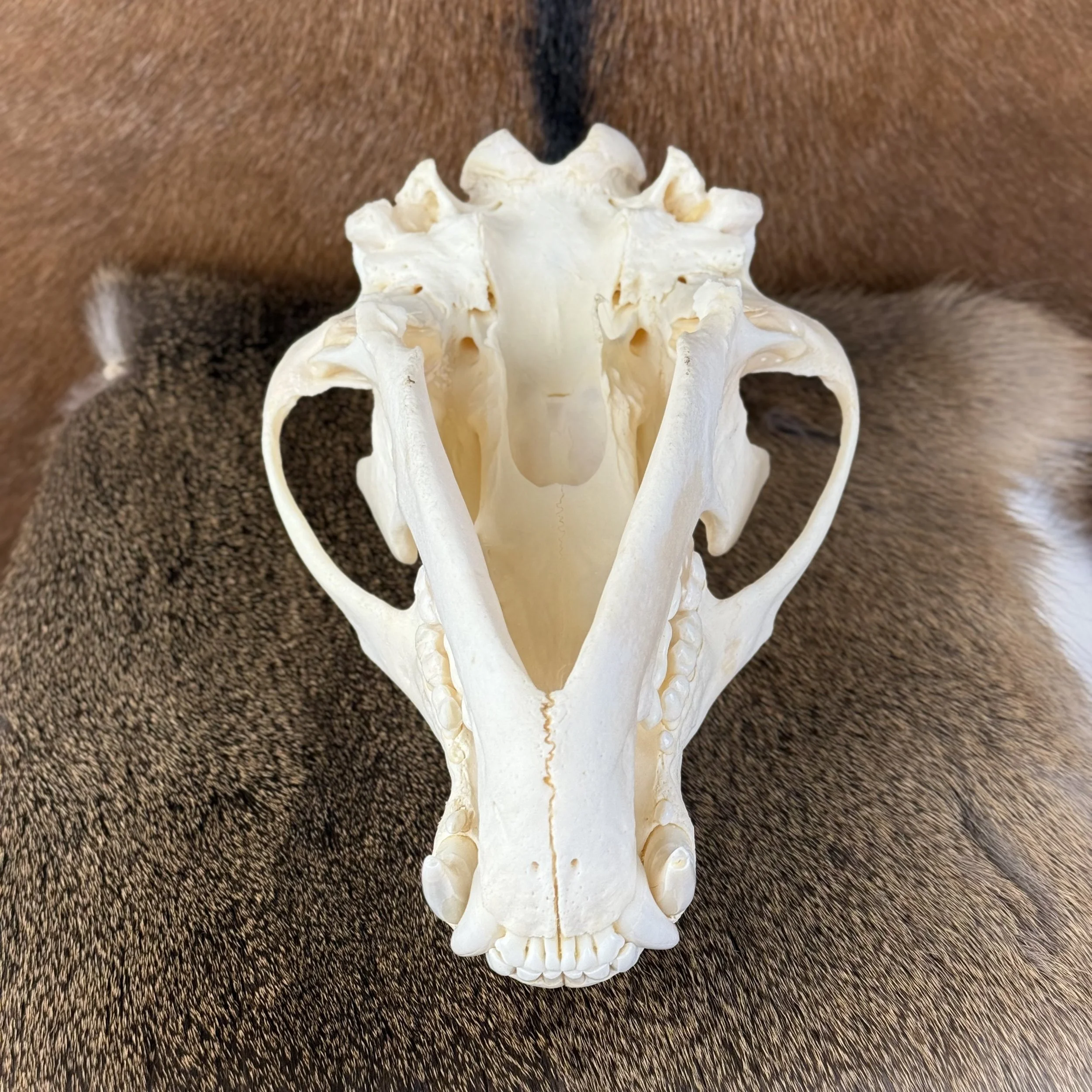 Black Bear Skull