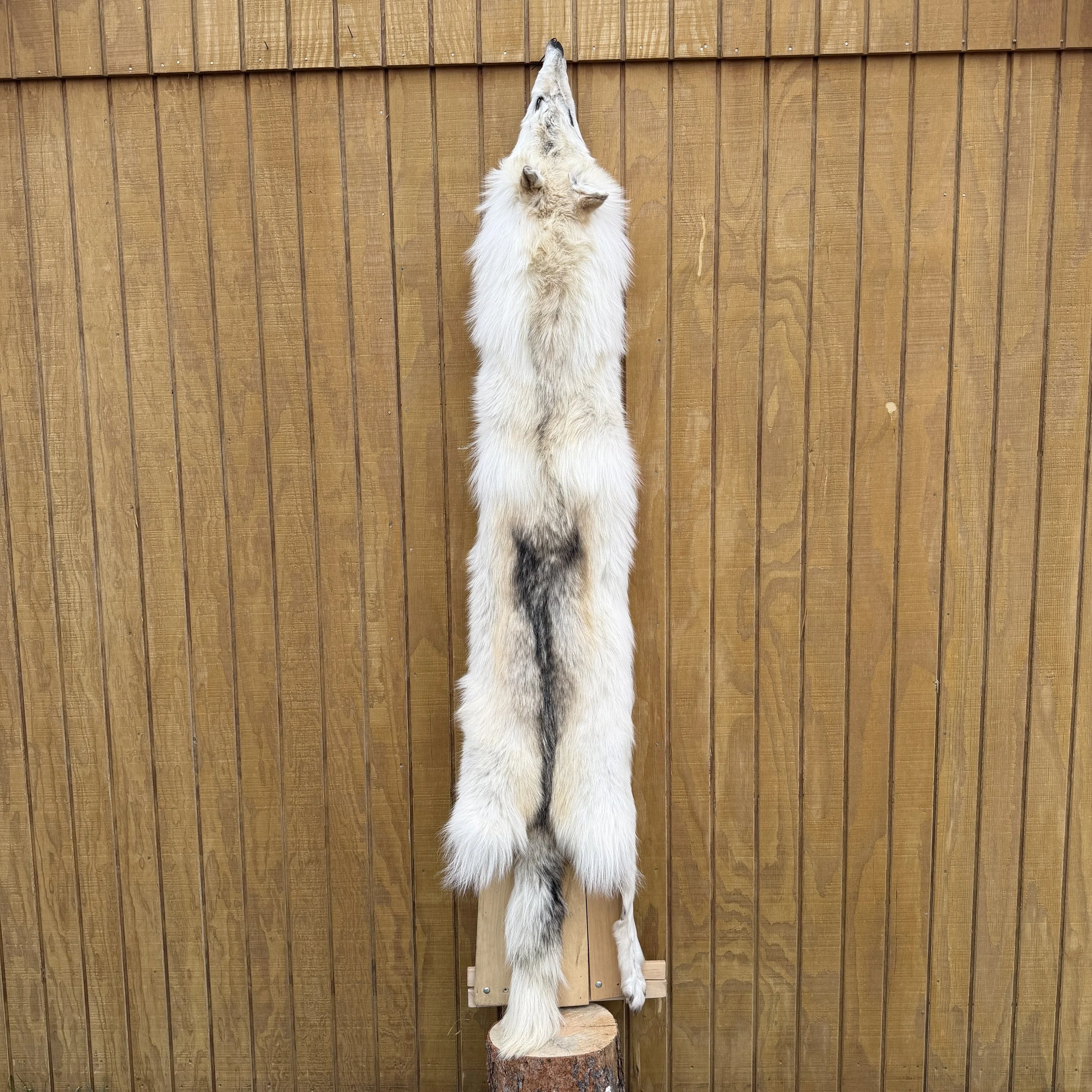 wolf hide