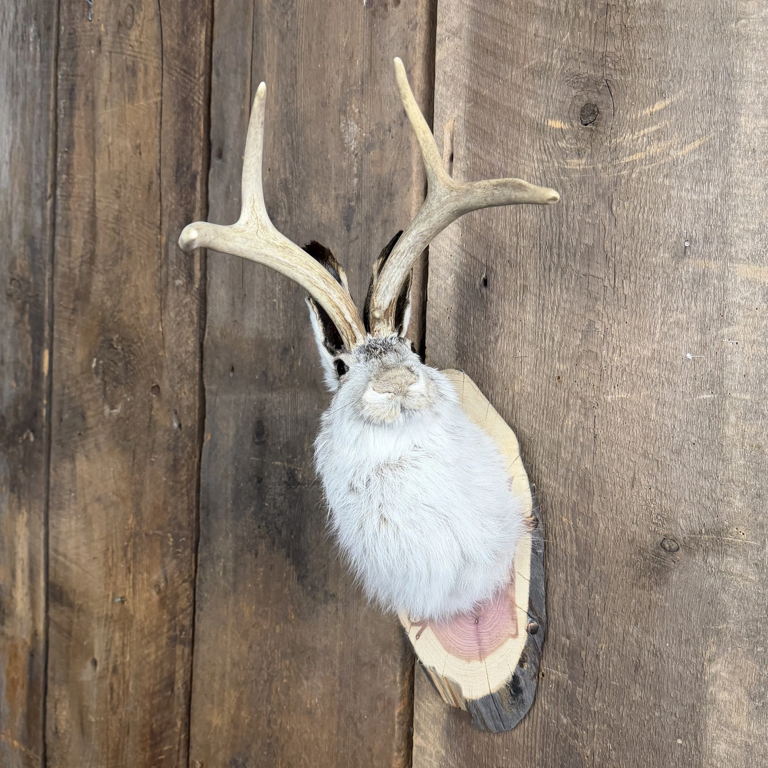 jackalope mount