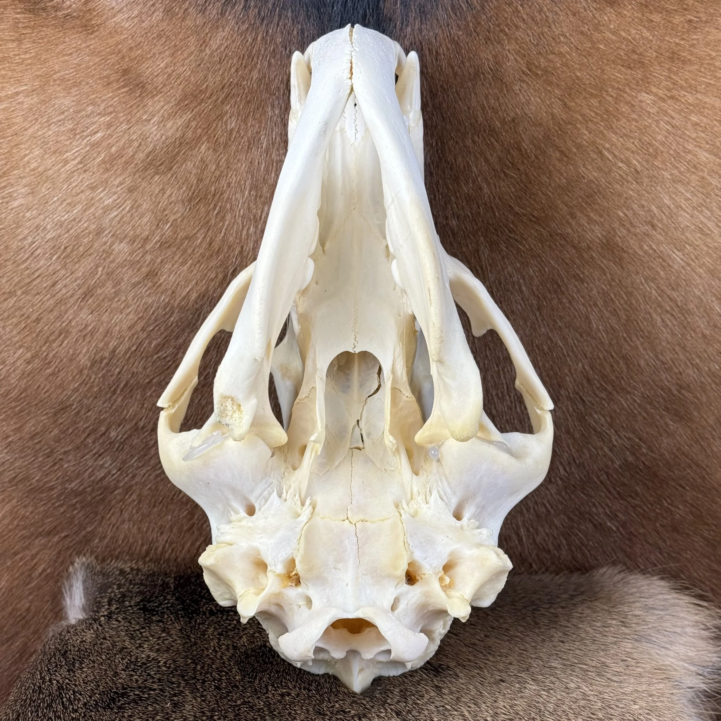 Black Bear Skull