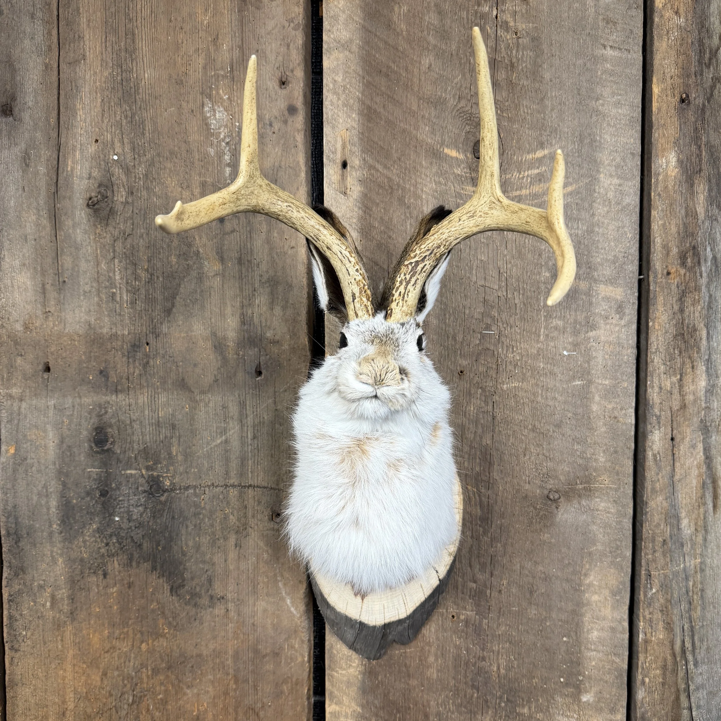 jackalope mount