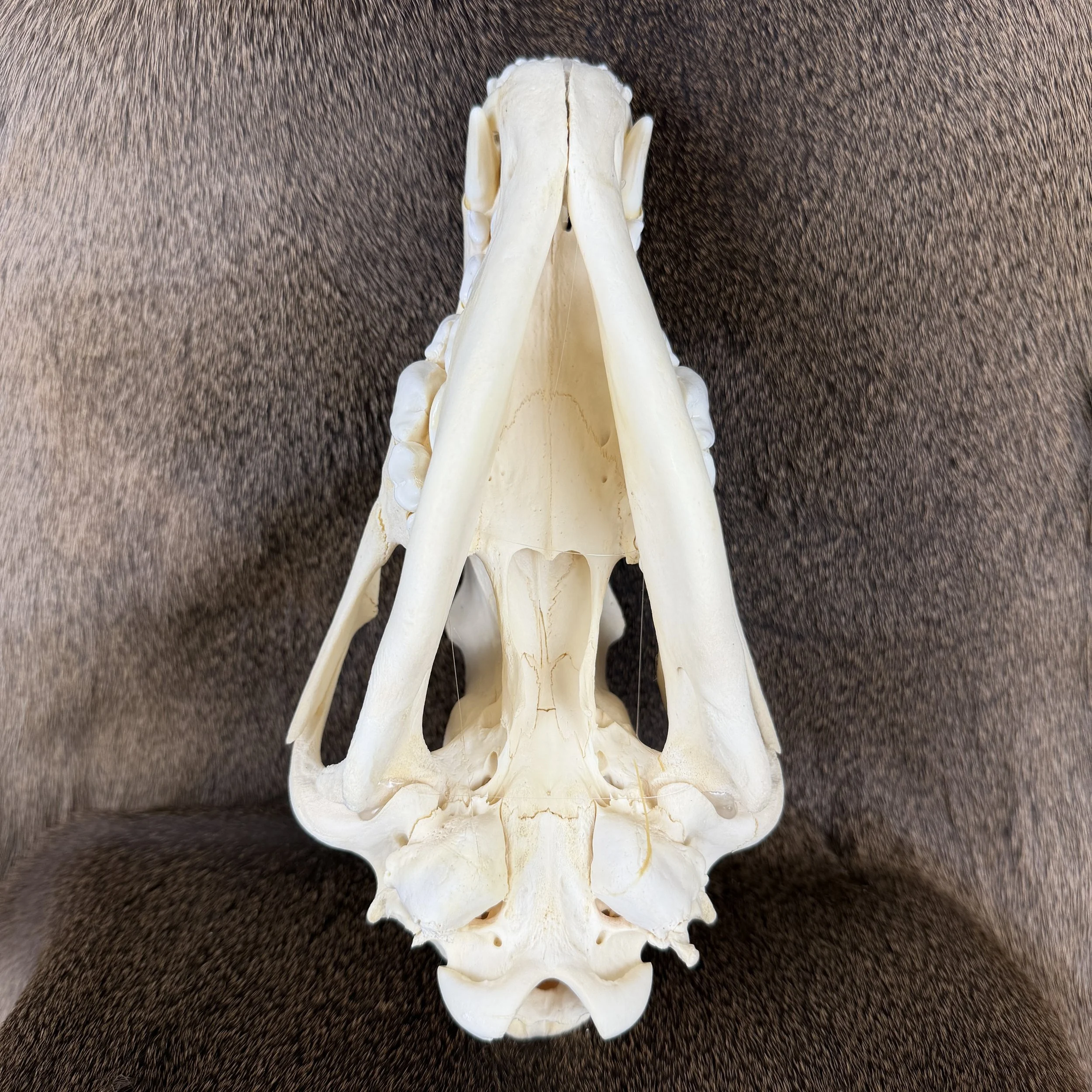 wolf skull