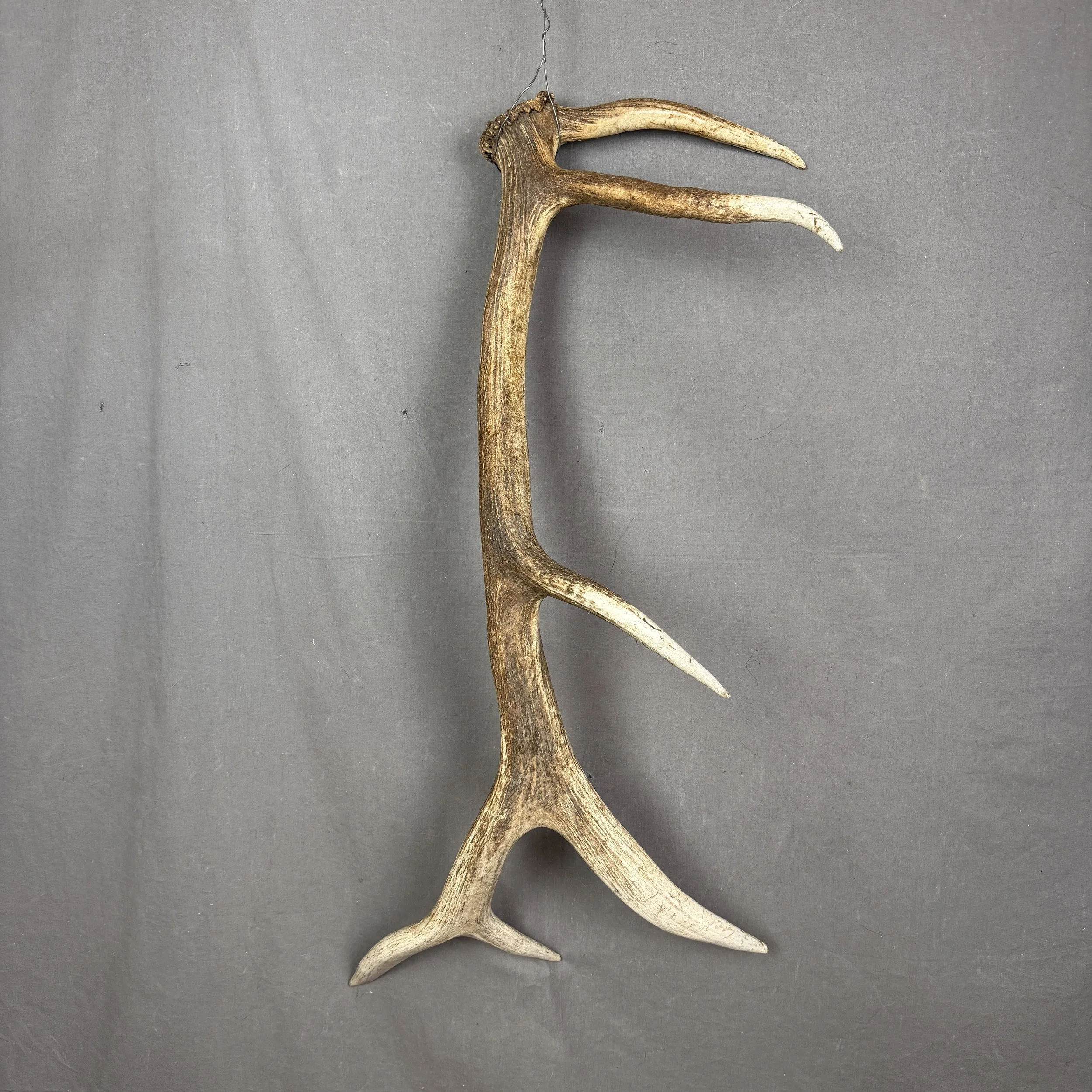 Elk Antler