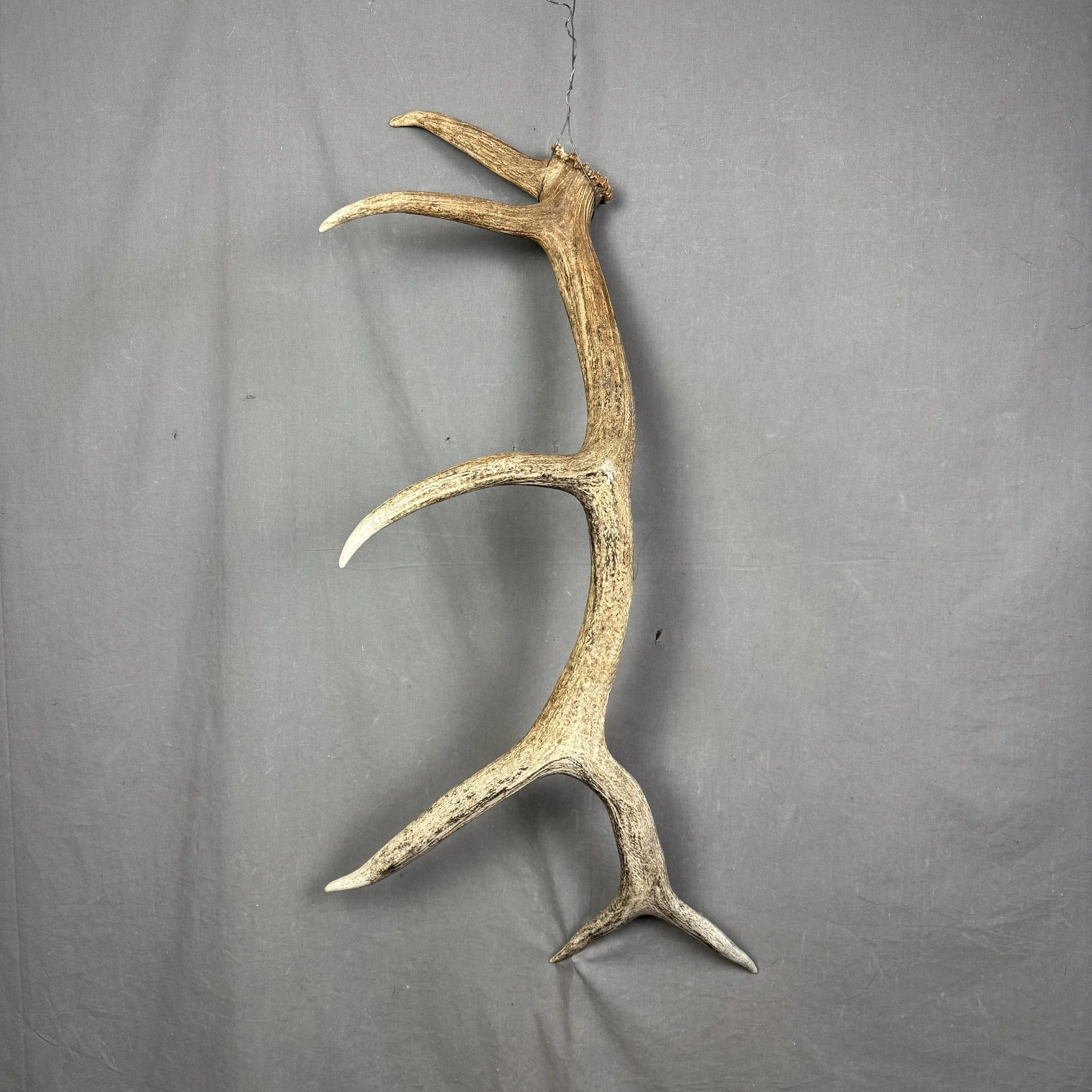 Elk Antler