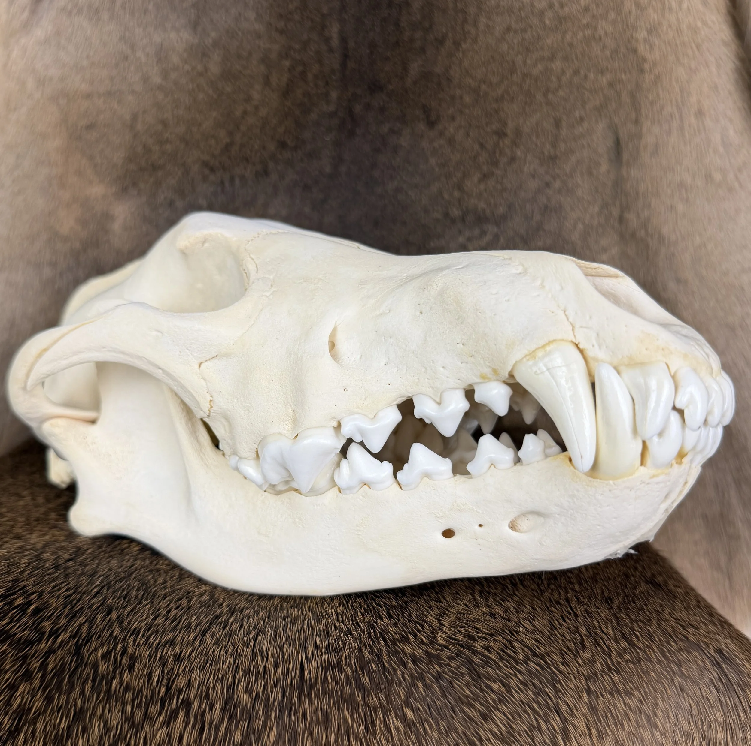 wolf skull