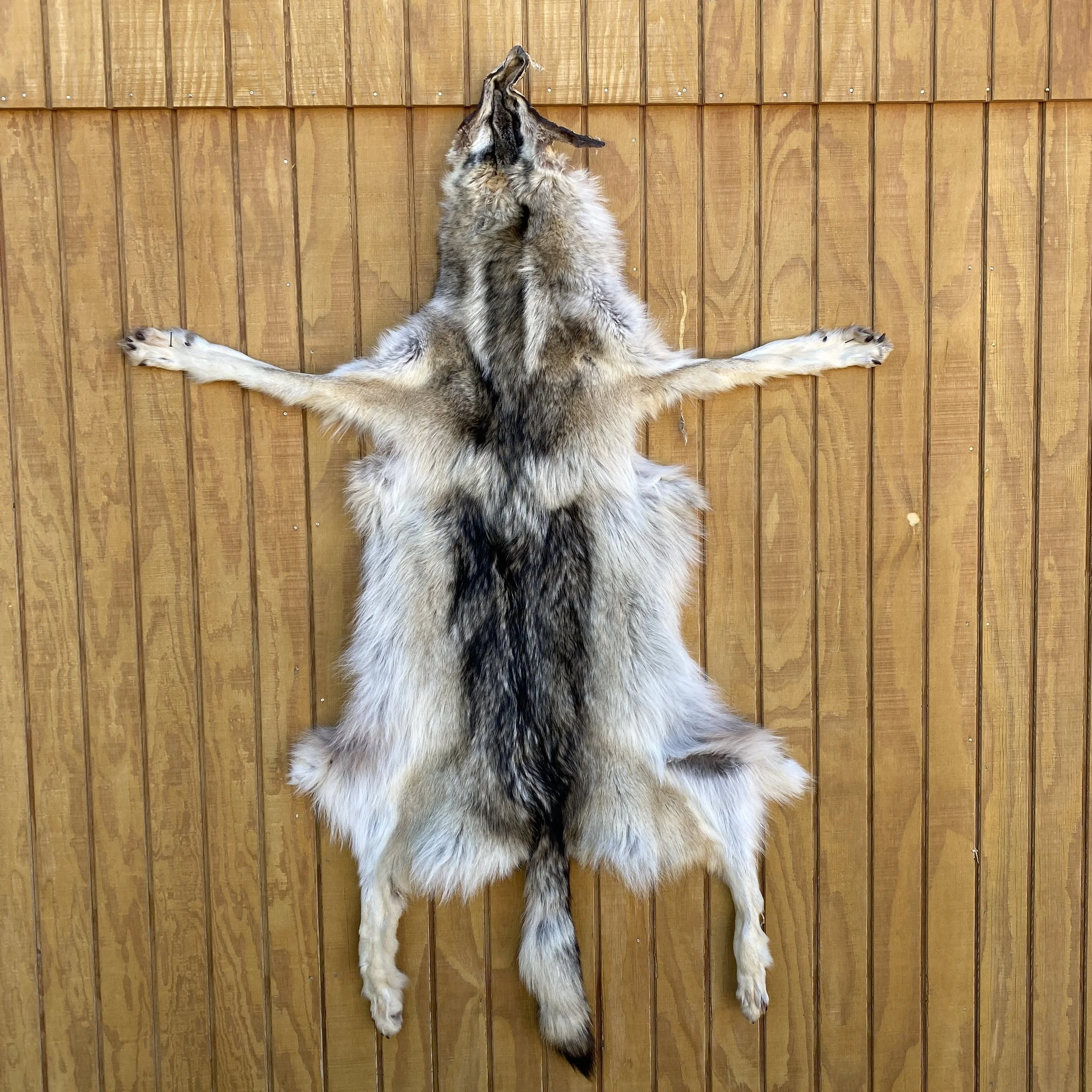 Timber Wolf Hide SQ2185p43